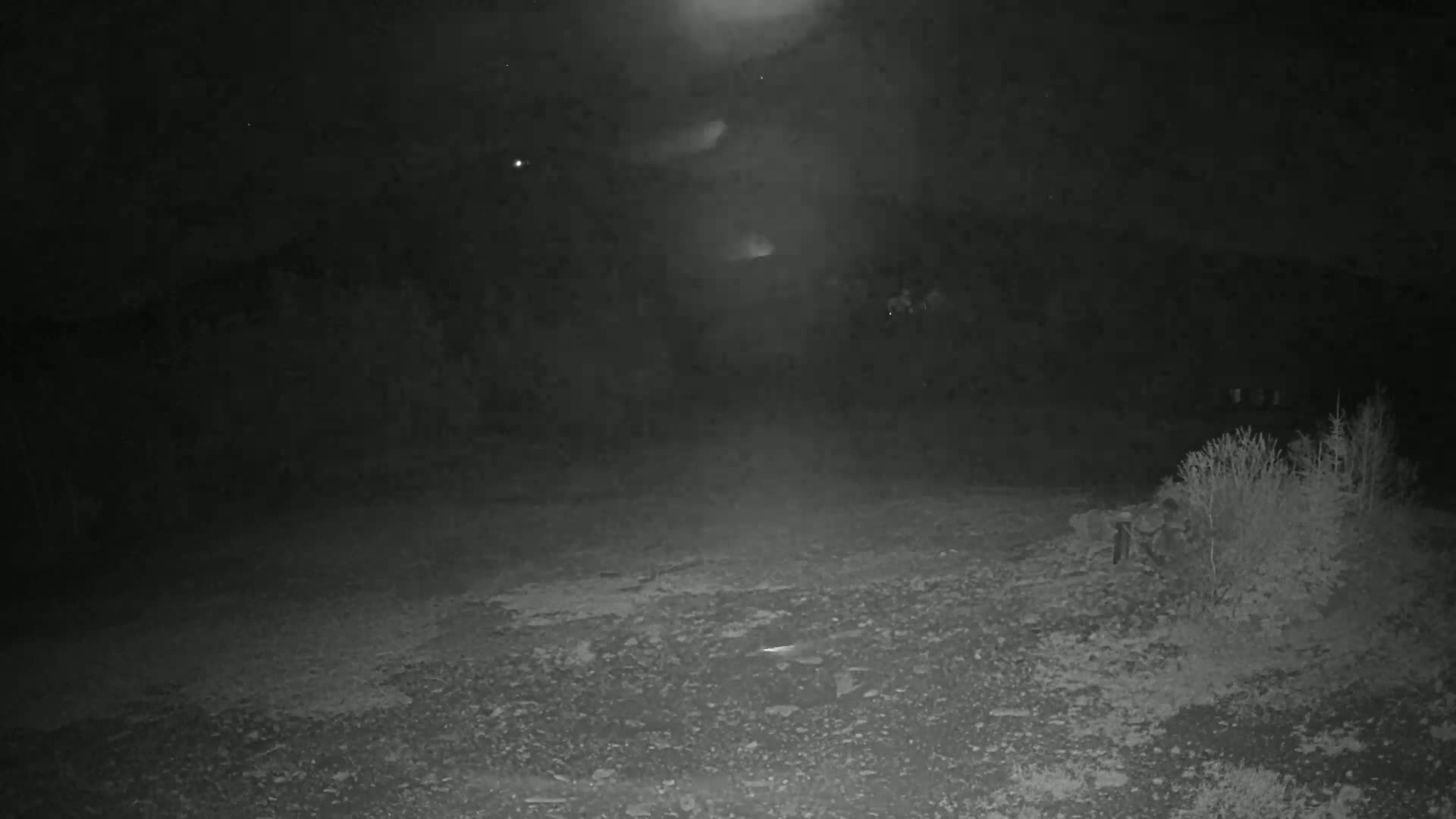 A nighttime, low-light image shows a rocky, possibly gravelly area with some low shrubs in the lower right corner, and a hazy, indistinct background.