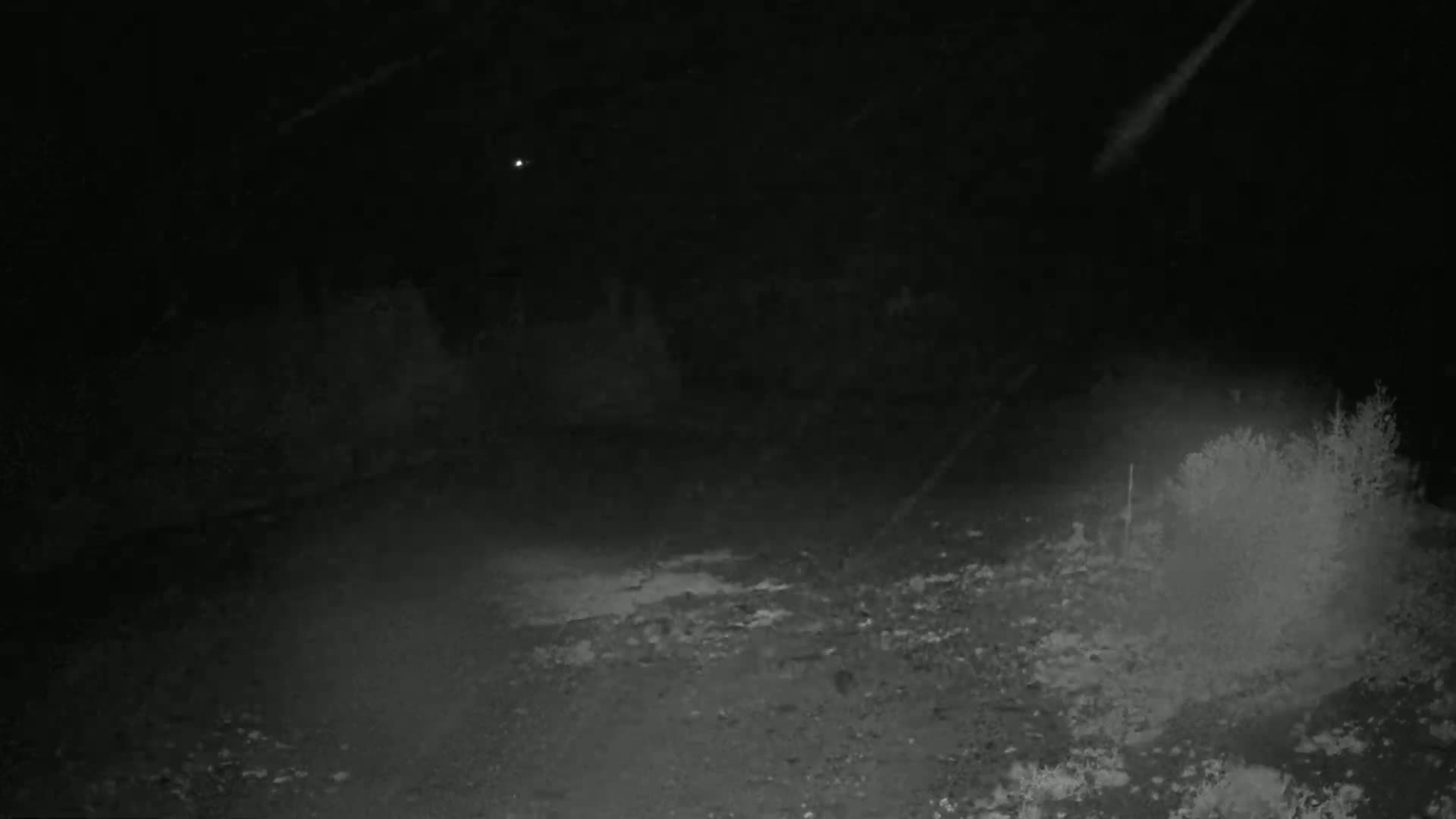 A nighttime, low-light image shows a dark, possibly dirt or gravel, ground with sparse vegetation and a faint light in the distance.