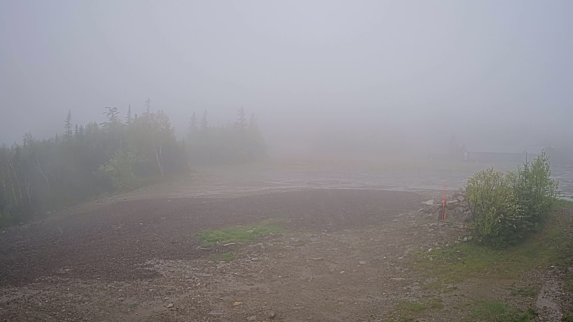 A fog-shrouded rocky area with low vegetation and a line of trees in the background.