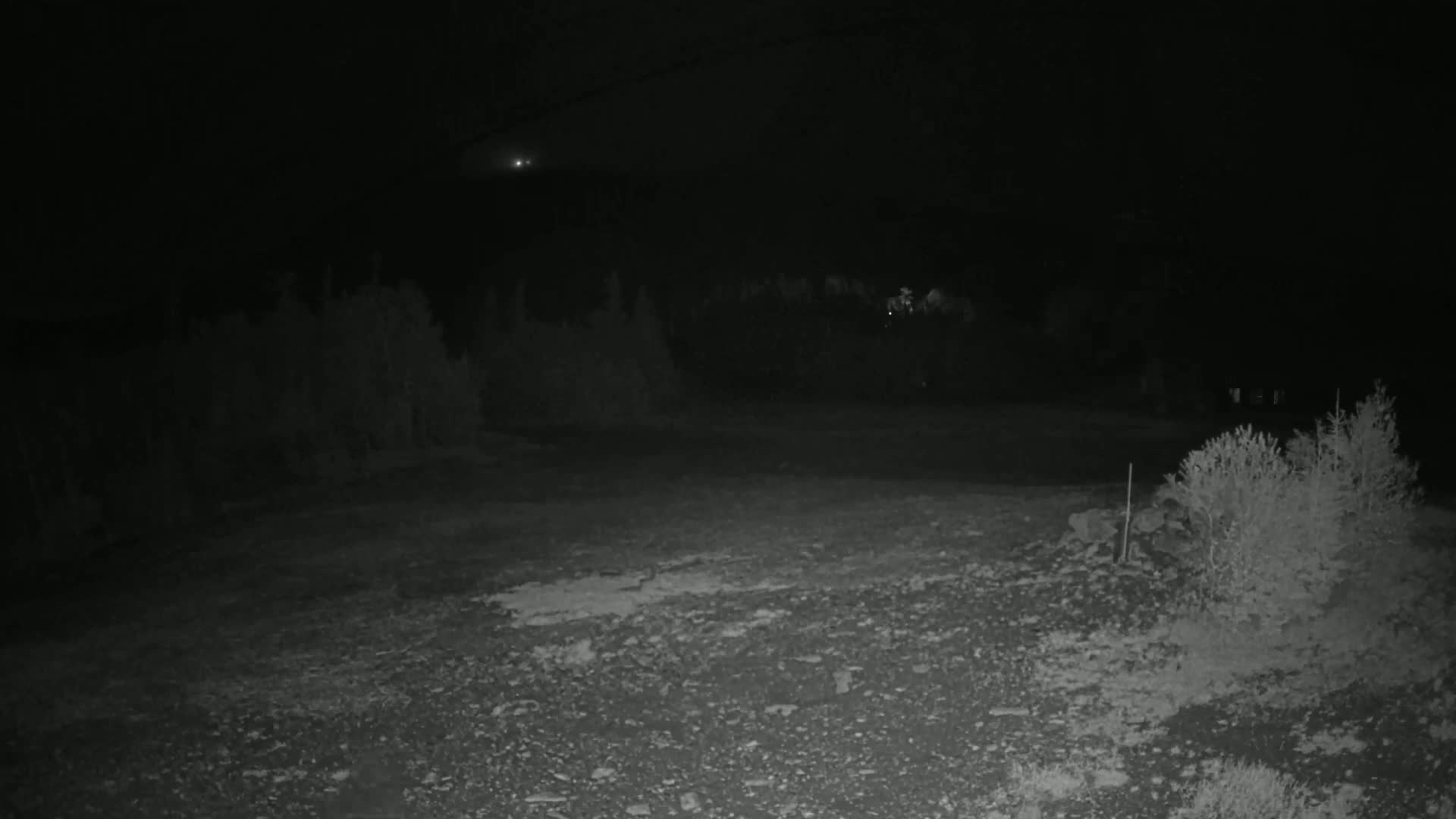 A nighttime, low-light image shows a rocky, sparsely vegetated ground in front of a dark treeline under a clear sky.