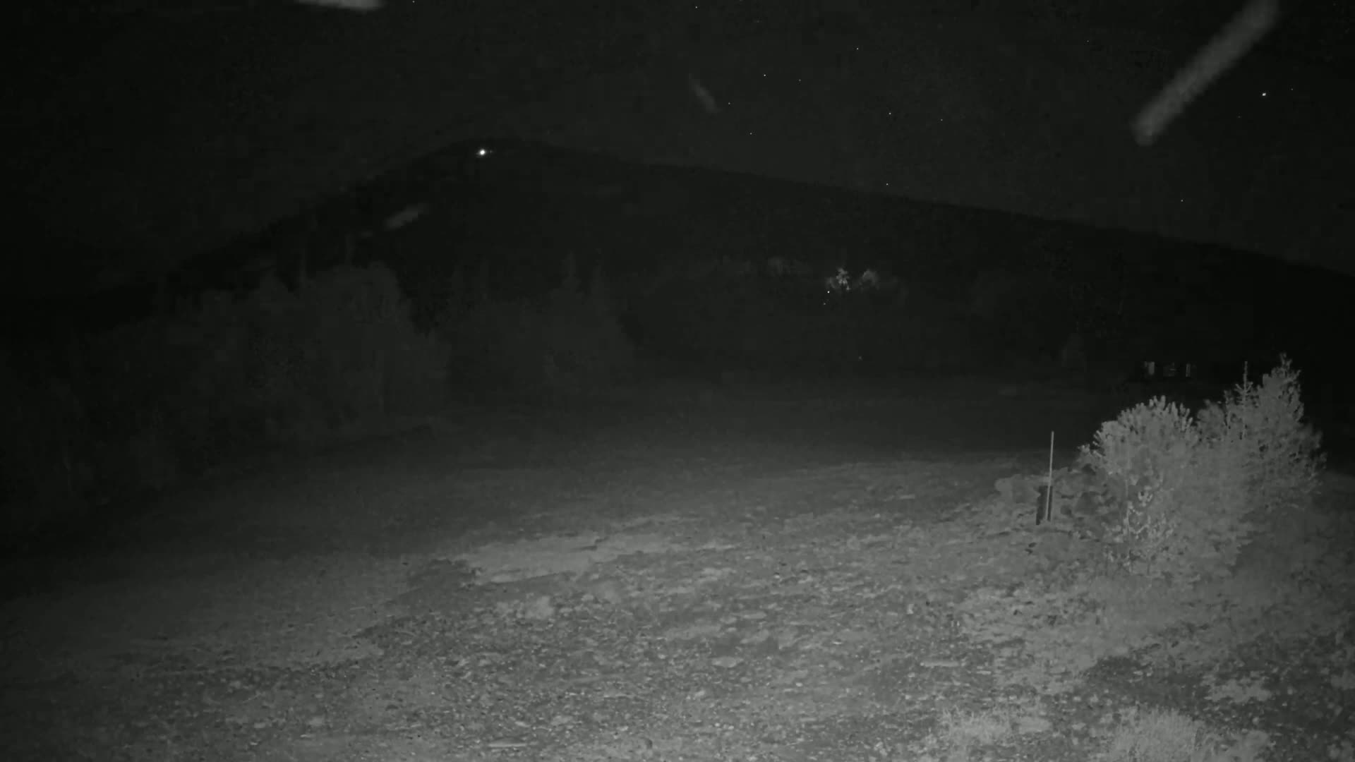A nighttime, snowy scene shows a dark, rocky ground with some shrubs in the foreground and a hill covered in dark trees in the background under a starlit sky.