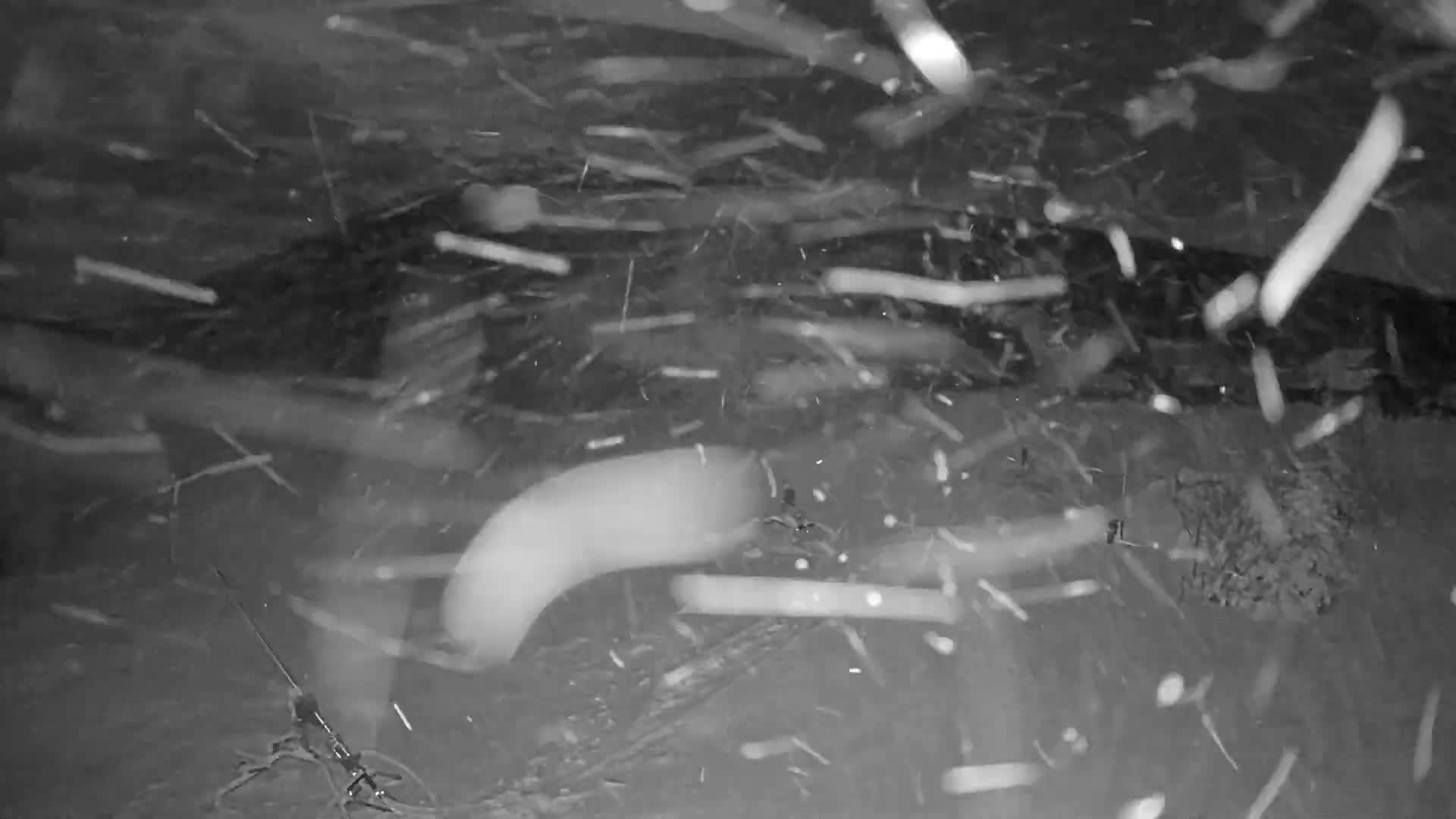 Kingfield, Sugarloaf Mountain Panaromic Live Cam - Kingfield, Franklin, Maine, USA