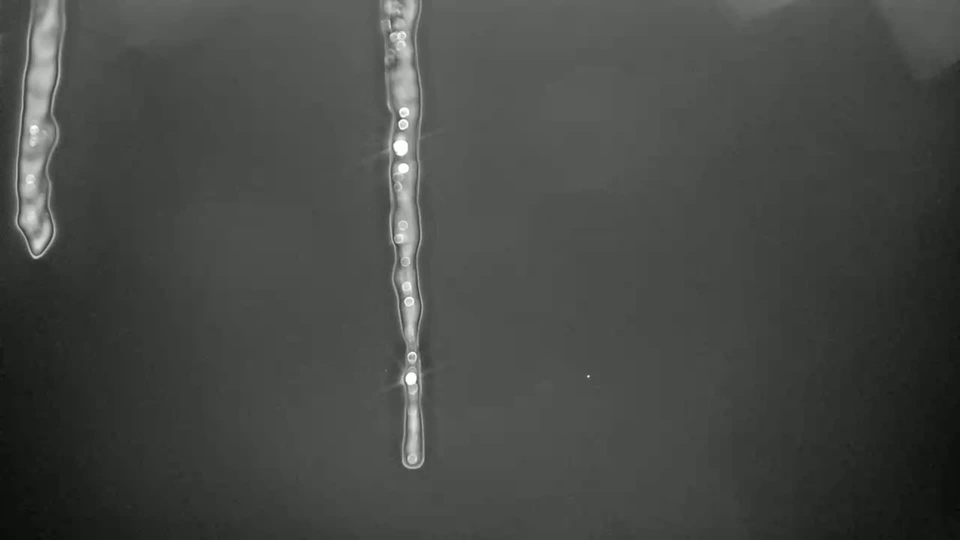Two icicles hang against a dark, gray background.