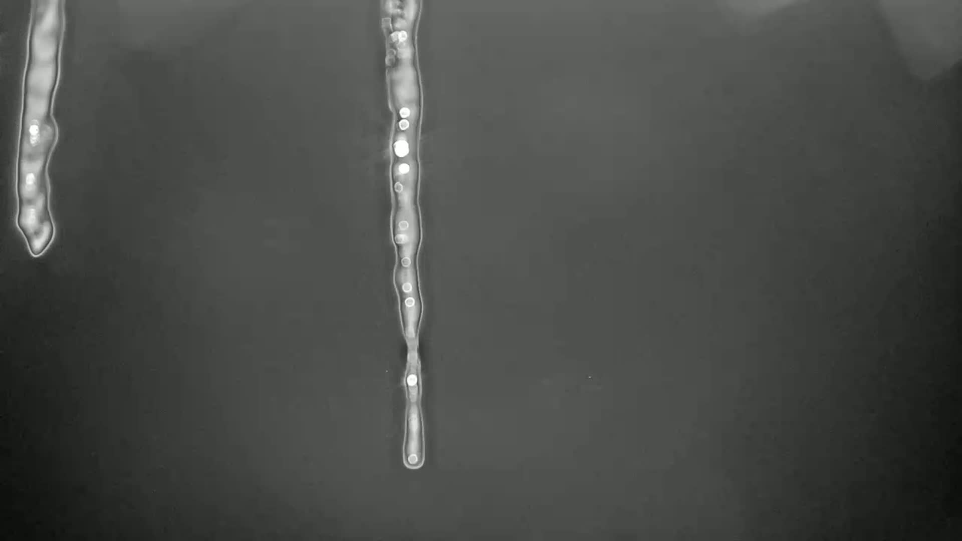 Two icicles hang against a dark gray background.