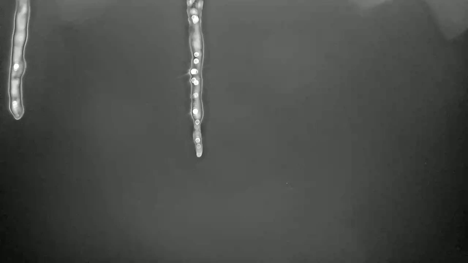 Two icicles hang against a dark gray background.
