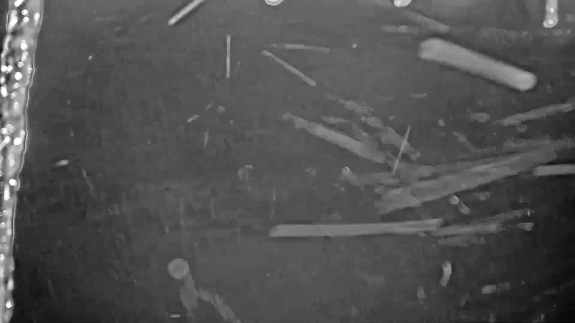 The image shows numerous small, thin, light-colored objects scattered across a dark, textured surface, possibly underwater.