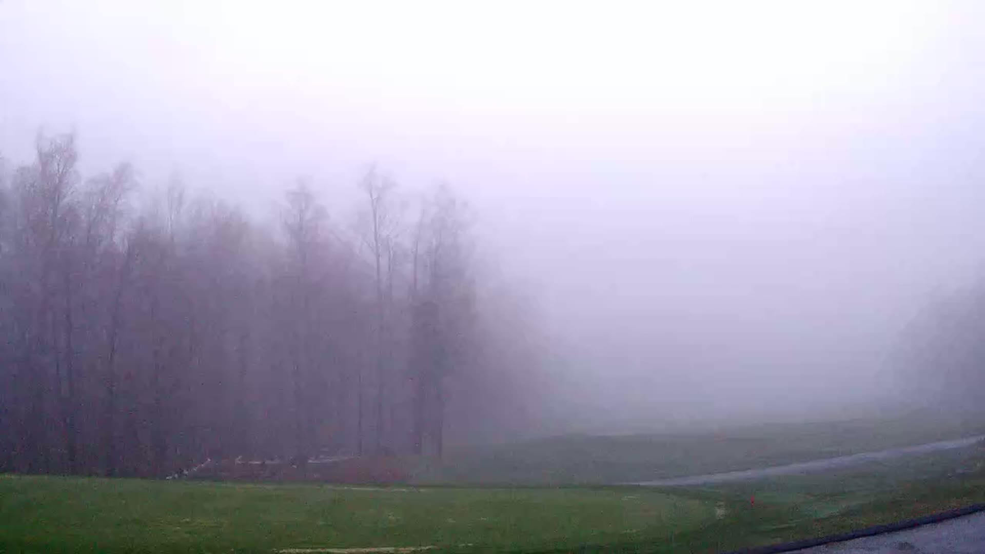 A foggy landscape shows a grassy field and a line of bare trees shrouded in mist.