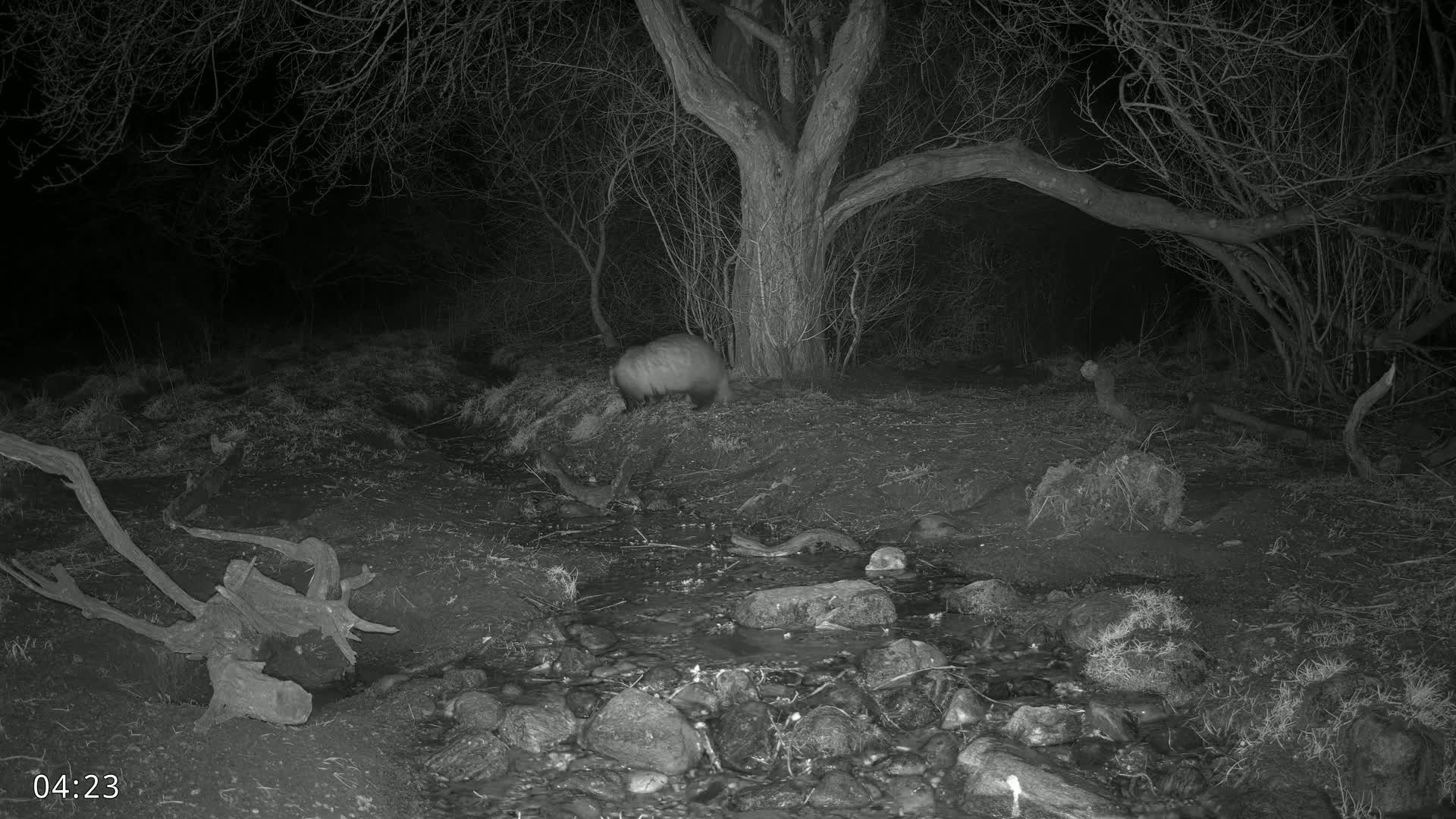 A badger is walking near a small stream at night in a wooded area.