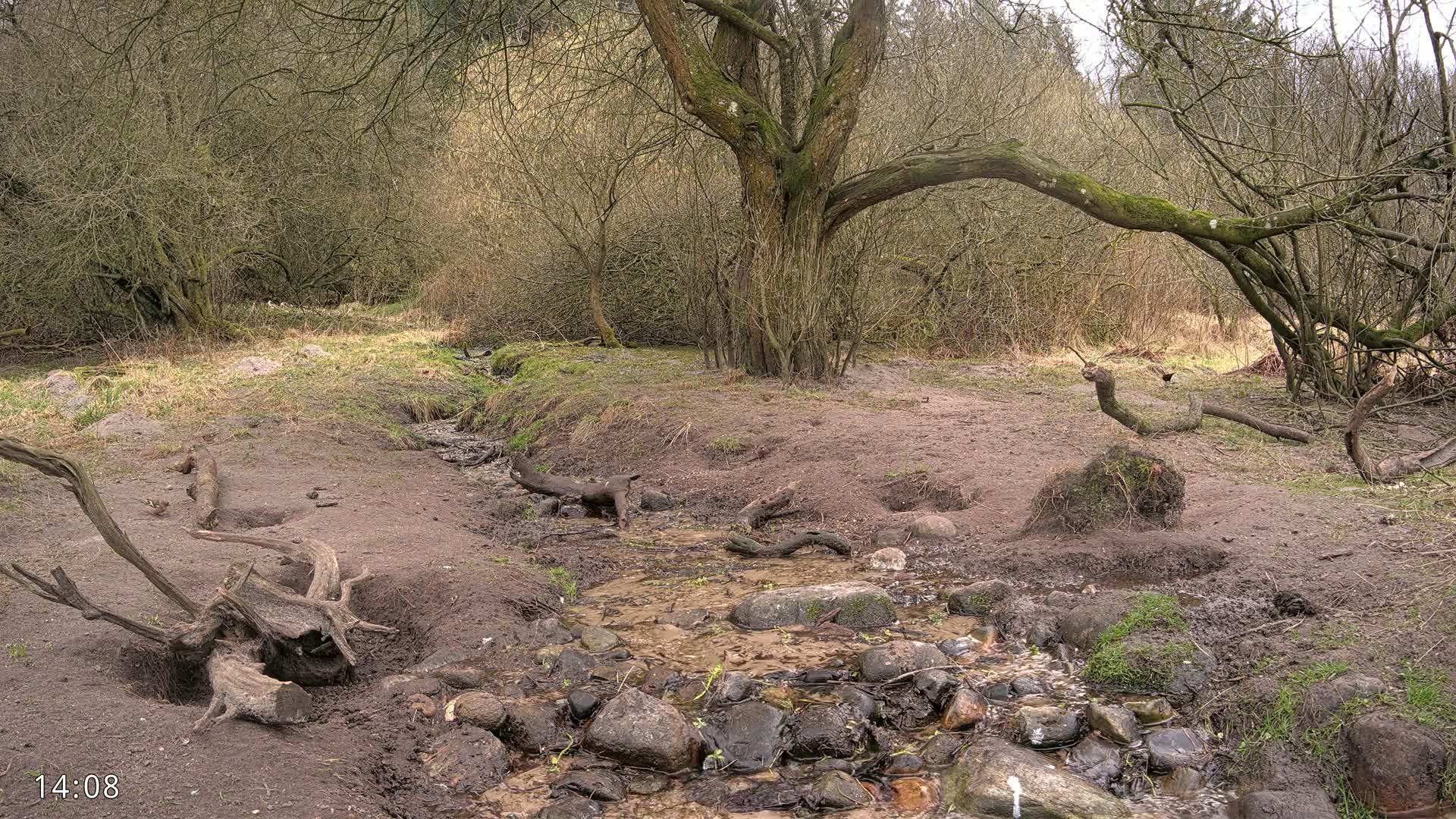 A small stream flows through a sparsely vegetated woodland area under a gray sky.