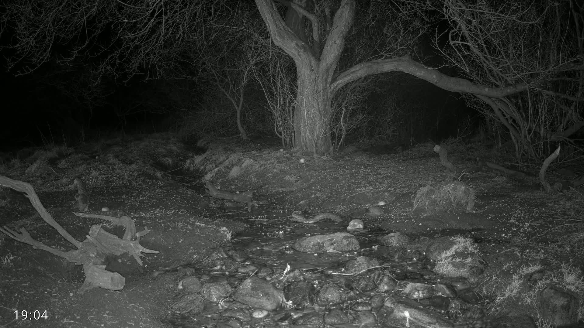 A small stream flows through a dark, nighttime woodland scene past rocks and a large tree with leafless branches.