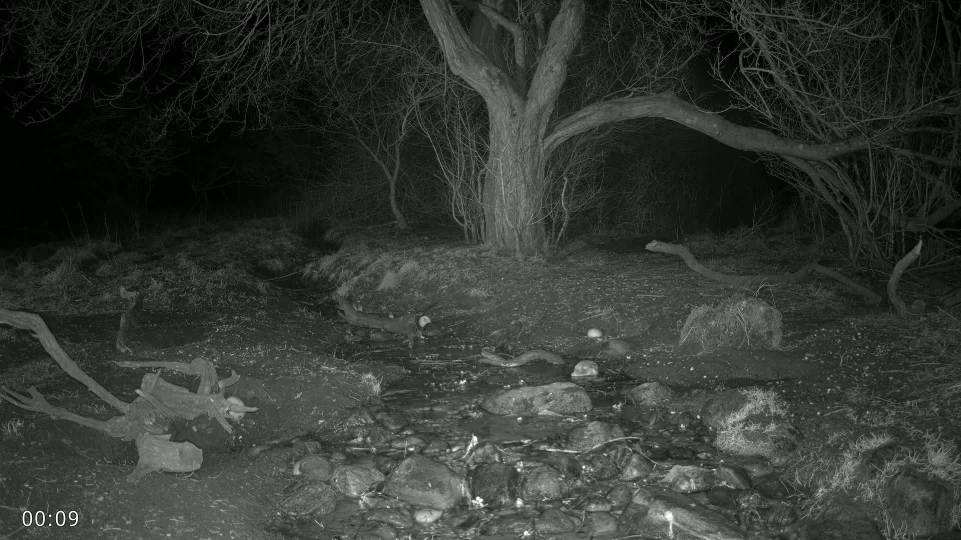 A nighttime, grayscale image shows a small stream flowing through a dark forest, with a large tree trunk in the center and several fallen branches scattered around.