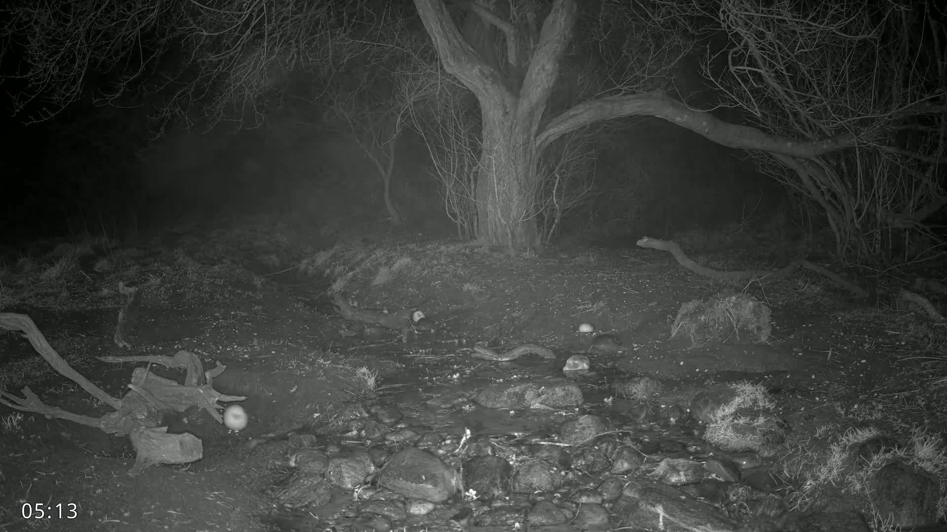 A nighttime, low-light image shows a small stream flowing through a wooded area with a large tree at the center, and several small, round objects scattered along the stream bank and in the water.
