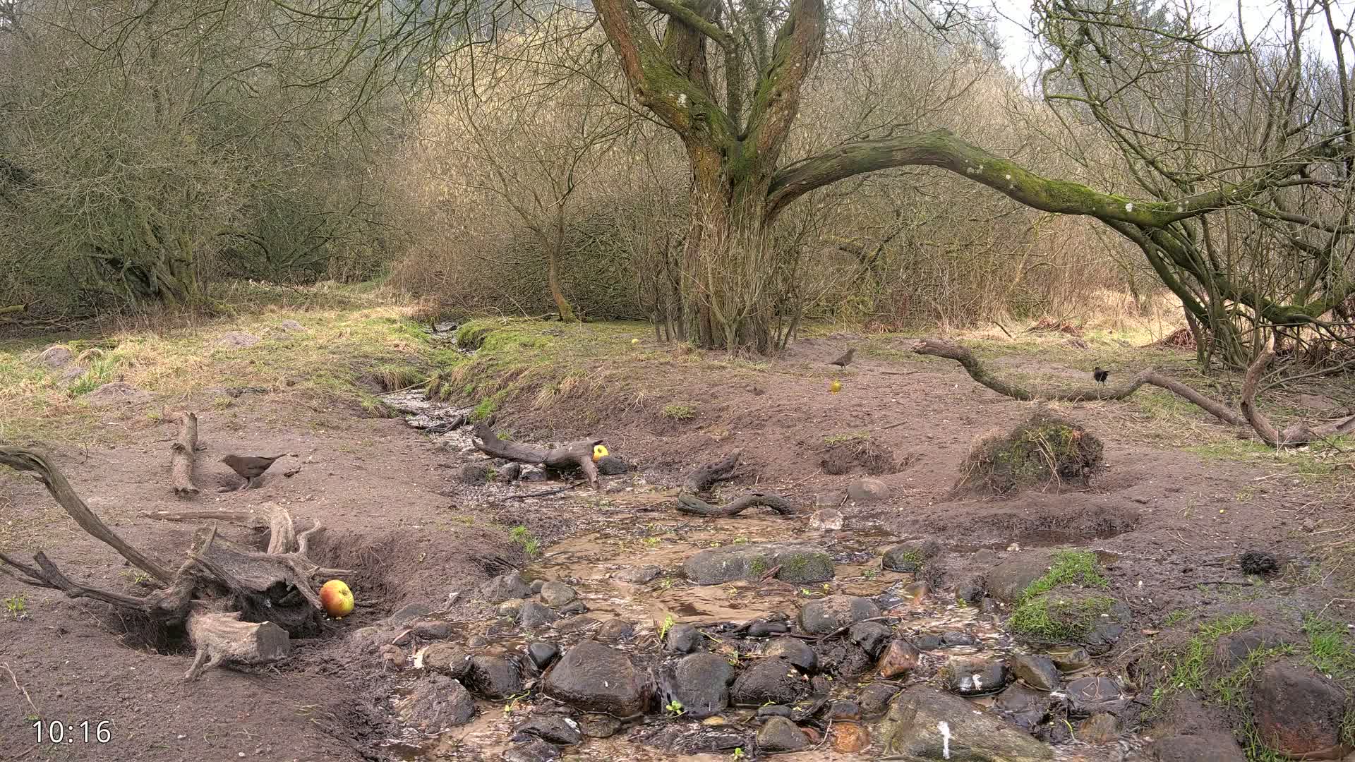 A muddy stream flows through a bare, wooded area with several birds and apples scattered on the ground.