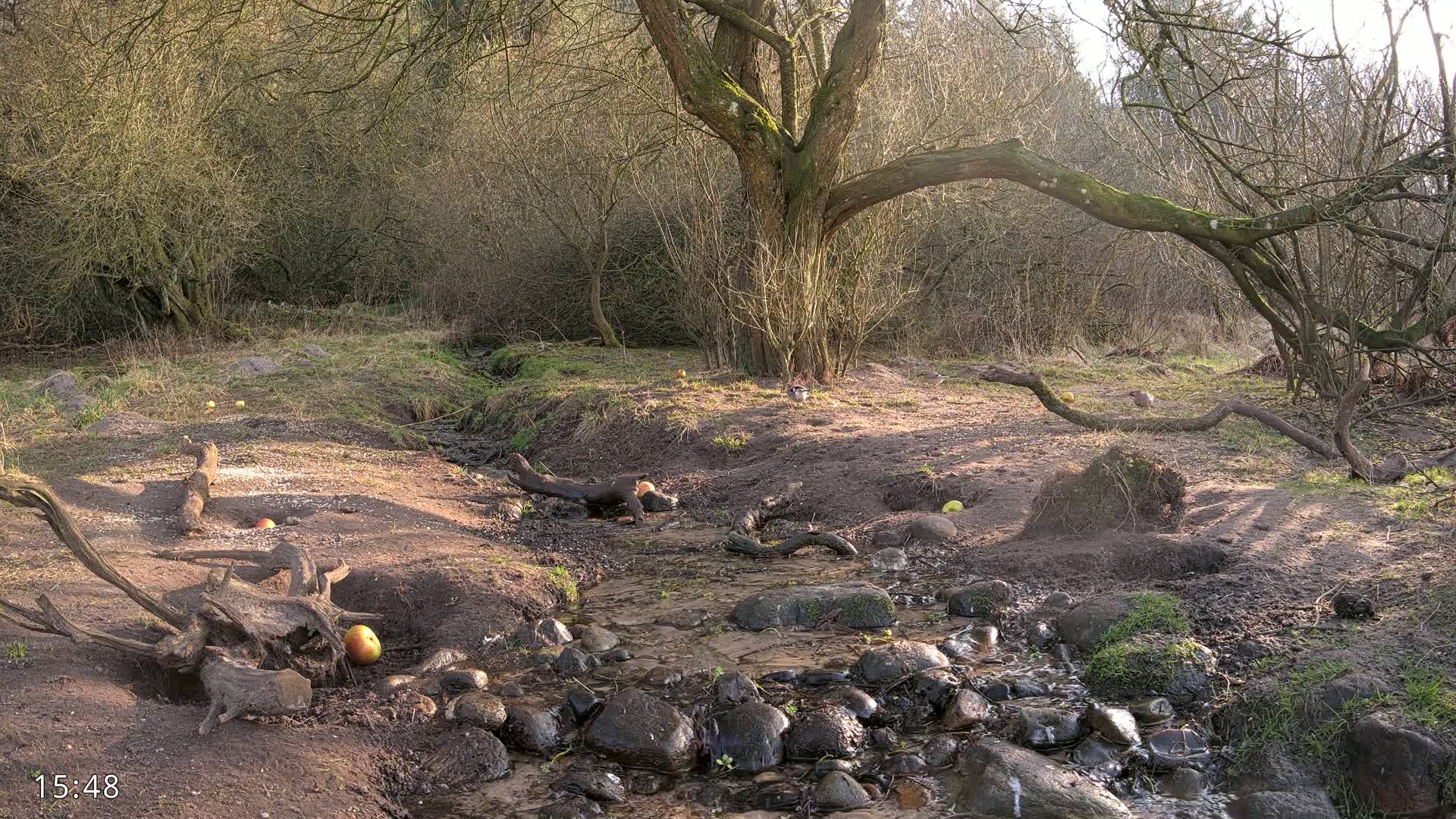 A small stream flows through a sunny, sparsely vegetated woodland area with fallen branches and apples scattered on the ground near a large, gnarled tree.