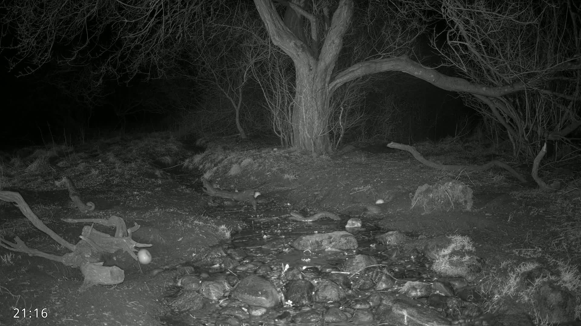 A small stream flows through a dark, leafless woodland at night.