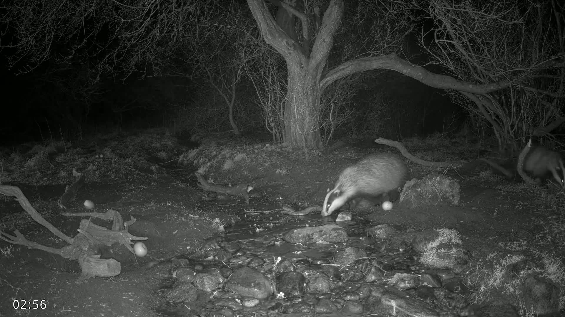Two badgers are foraging near a small stream at night in a wooded area.