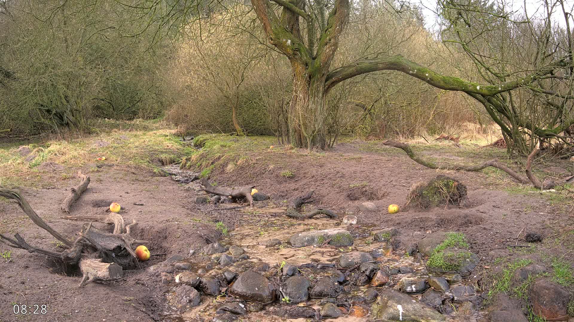A small stream flows through a muddy, sparsely vegetated area, with several apples scattered on the ground near a large tree and exposed tree roots.