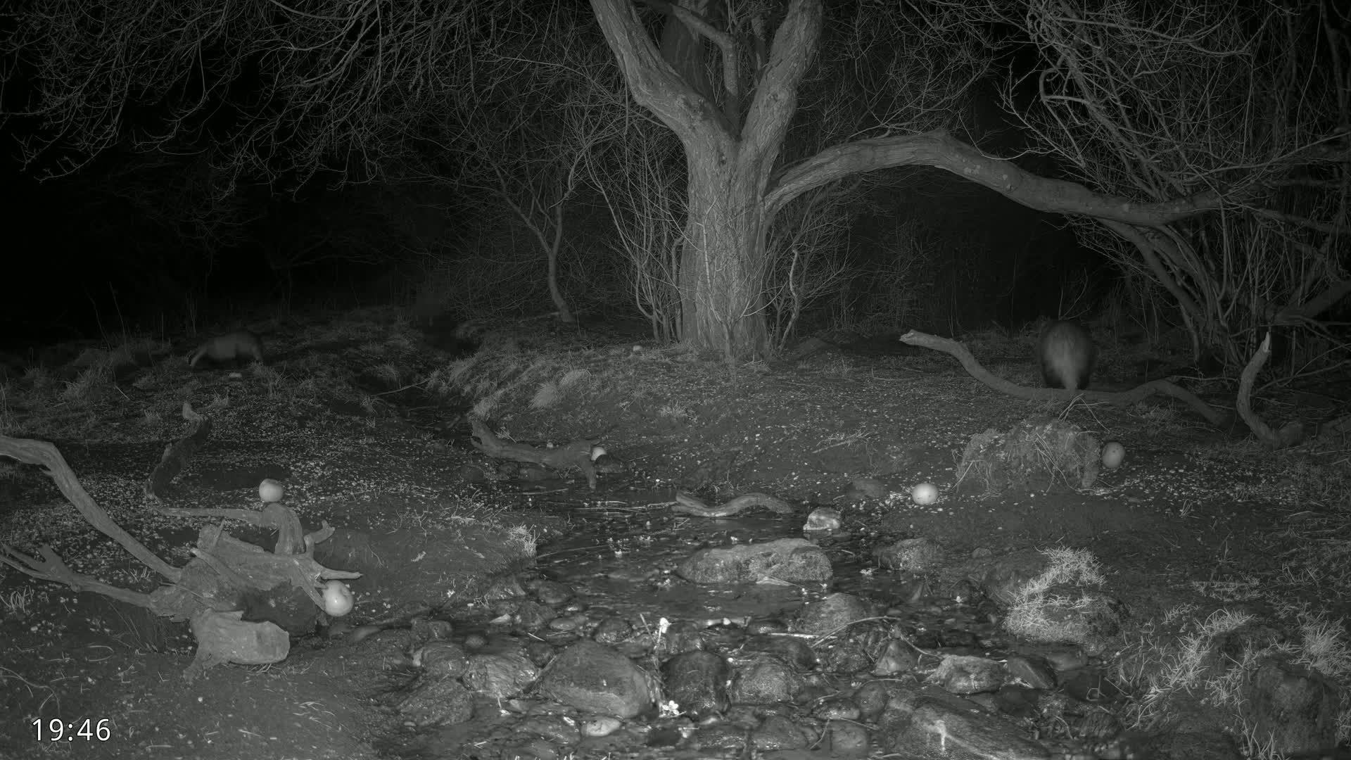 Three badgers are seen at night near a small stream in a wooded area.