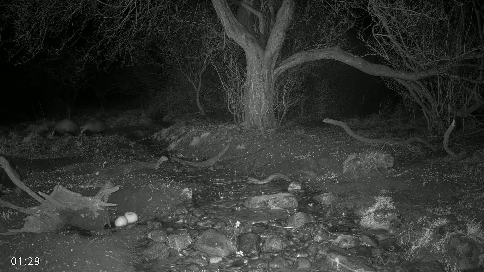 At night, two badgers are near a small stream in a wooded area with bare trees and branches.