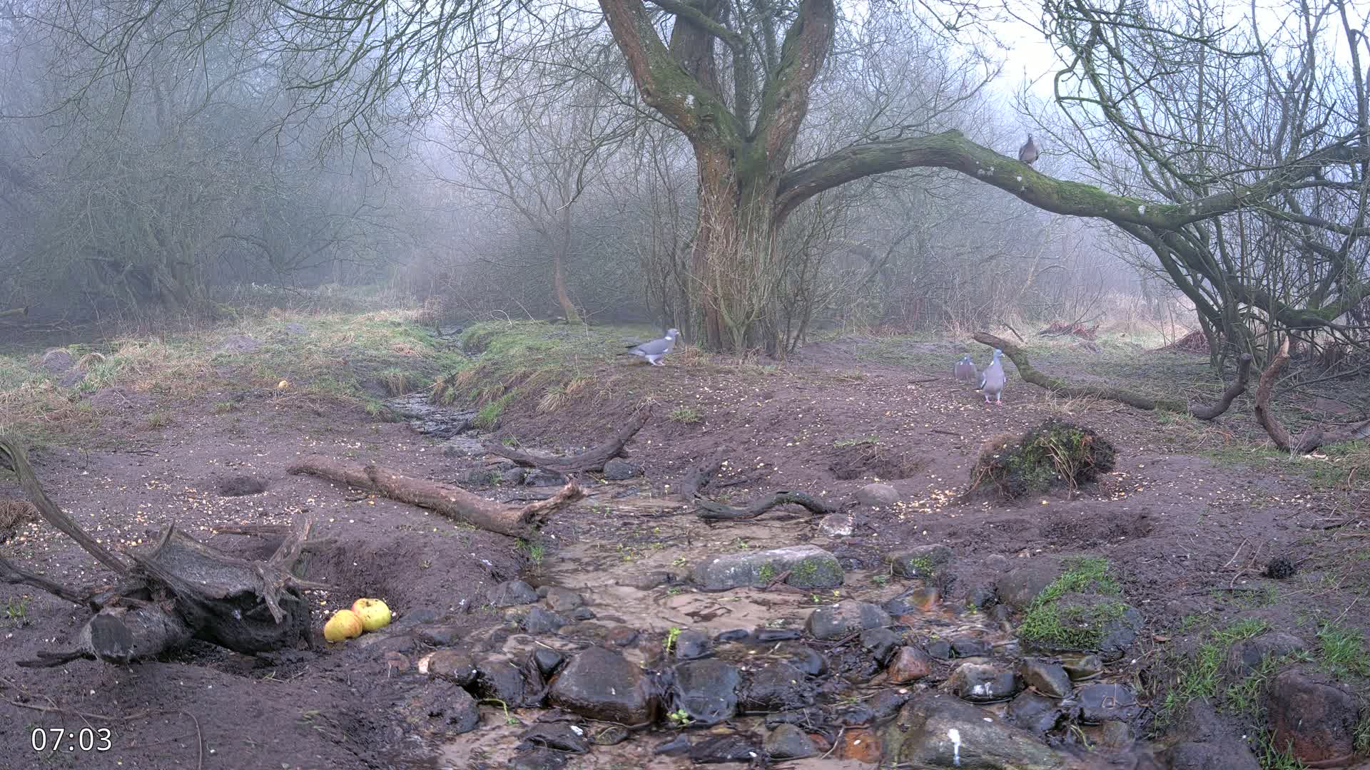 Three birds stand near a small stream in a foggy woodland setting.