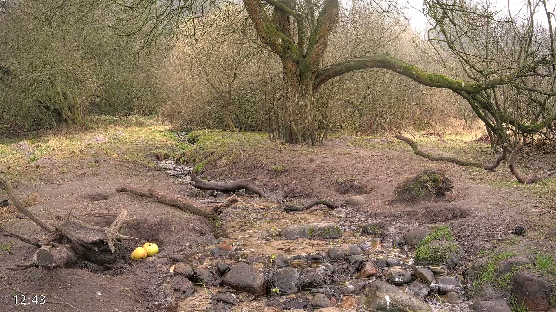 A small stream flows through a sparsely vegetated woodland area under an overcast sky, with two yellow apples near a fallen log.