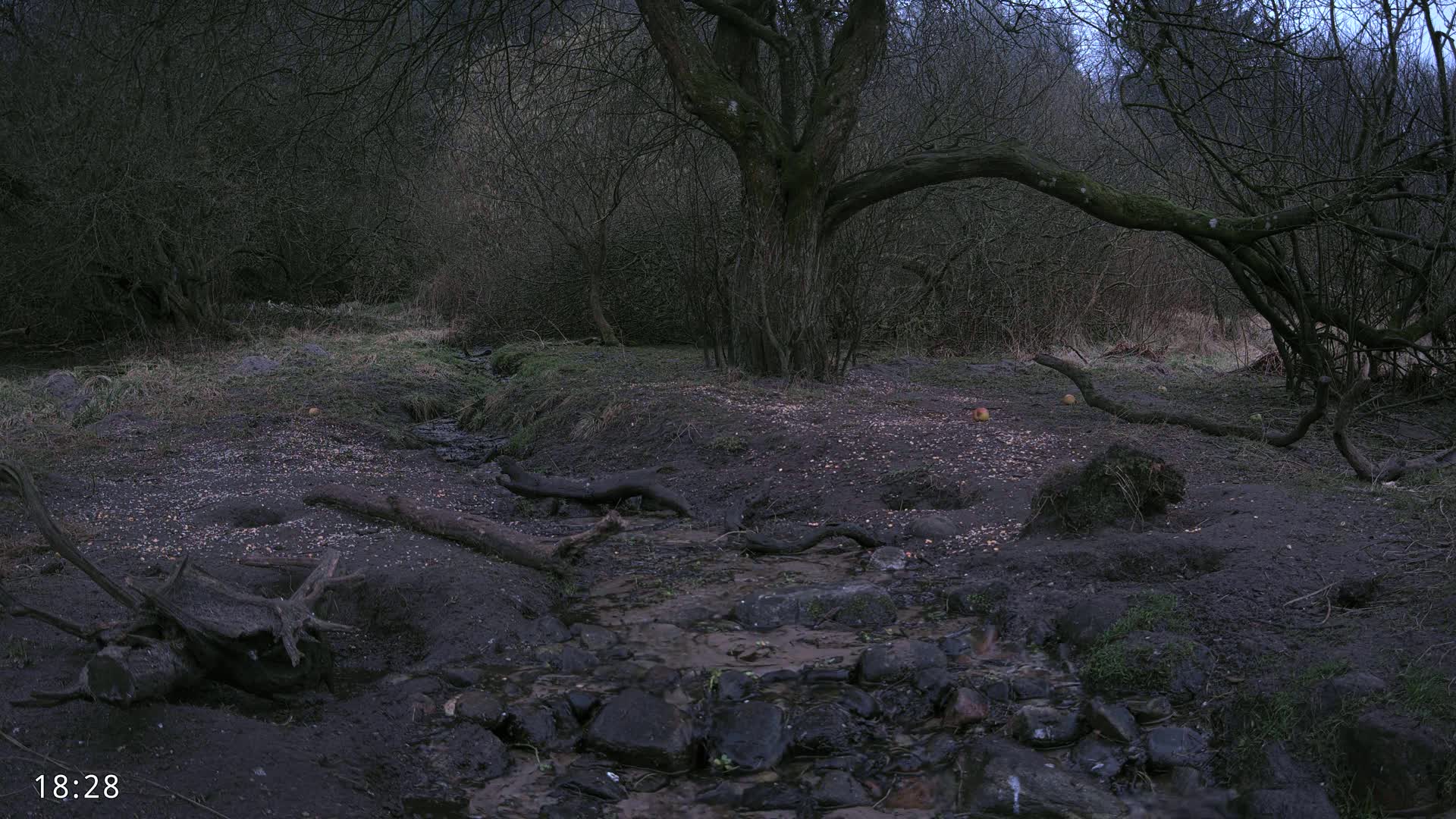 A muddy stream flows through a dark, leafless woodland under a gloomy sky.