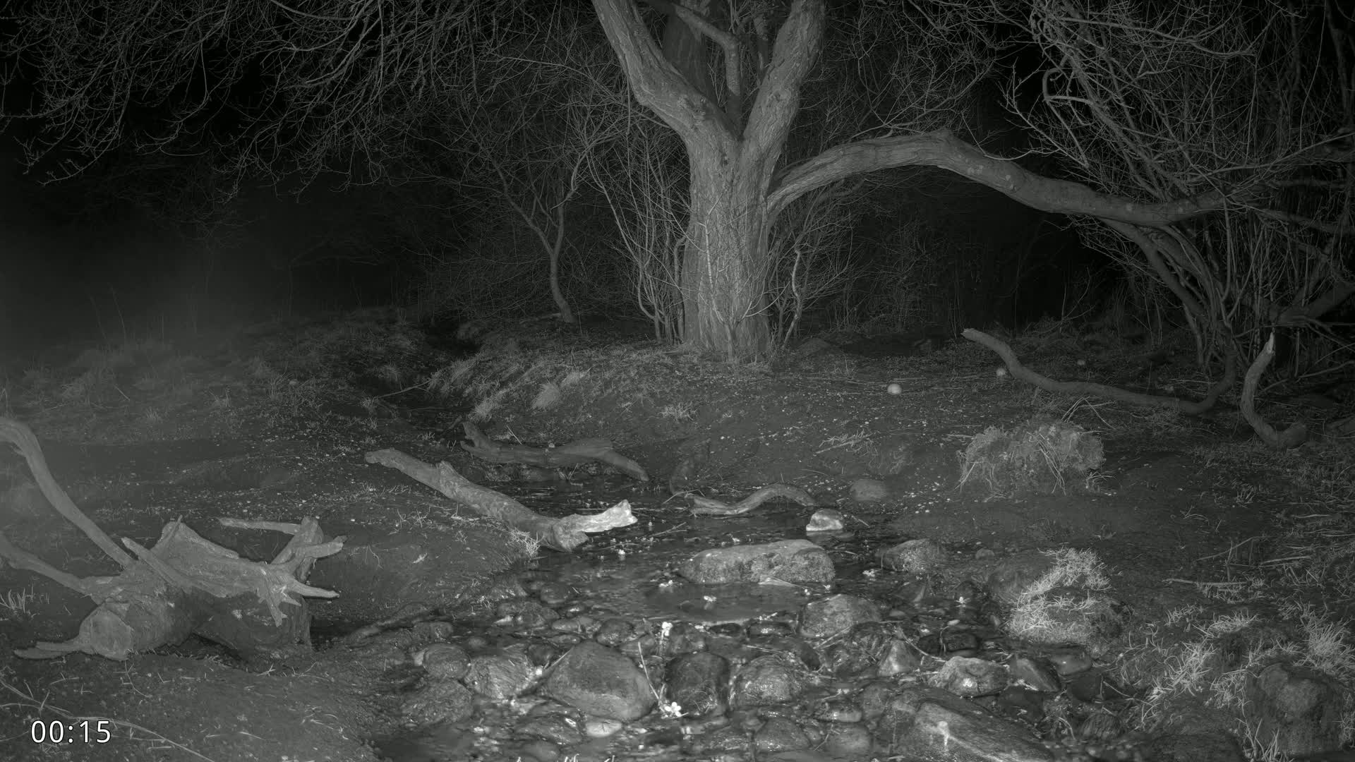 A small stream flows through a dark, leafless forest at night.
