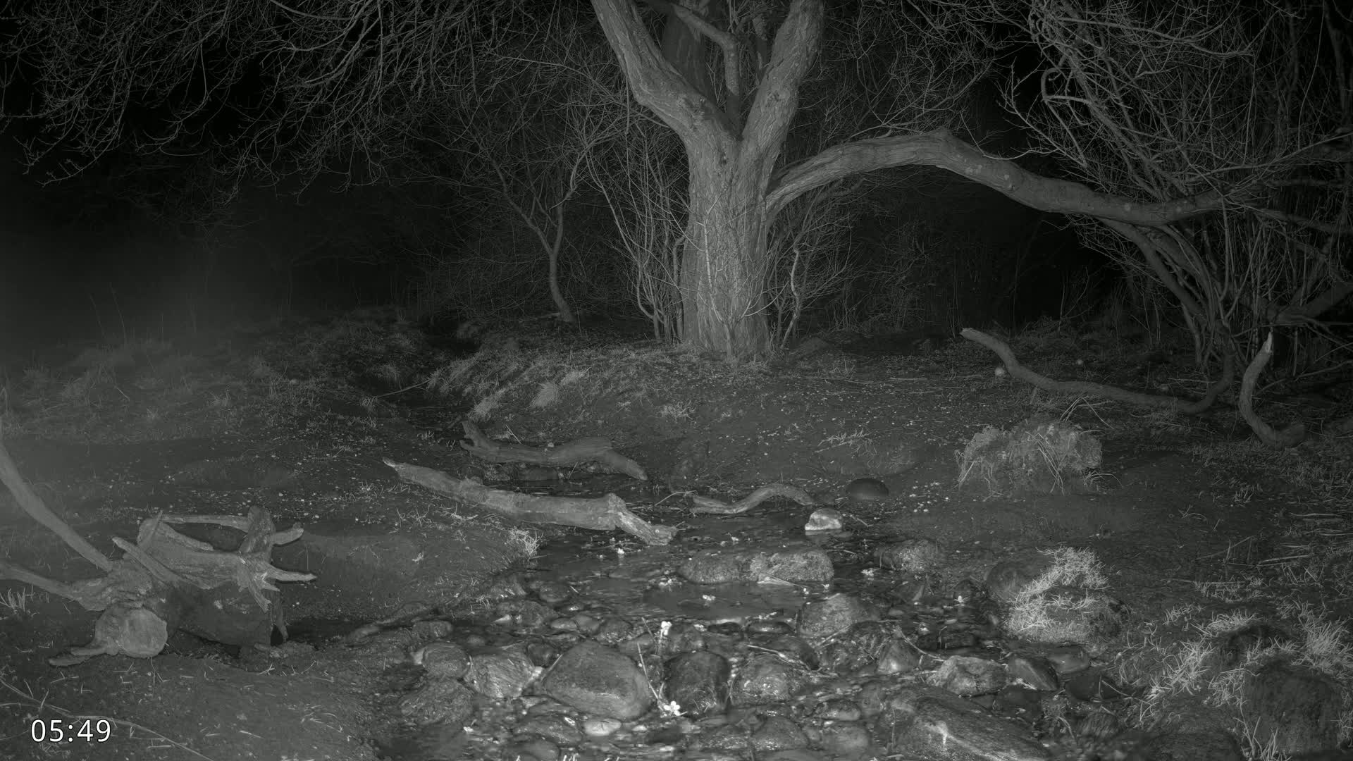 A small, rocky stream flows through a dark, leafless forest at night.