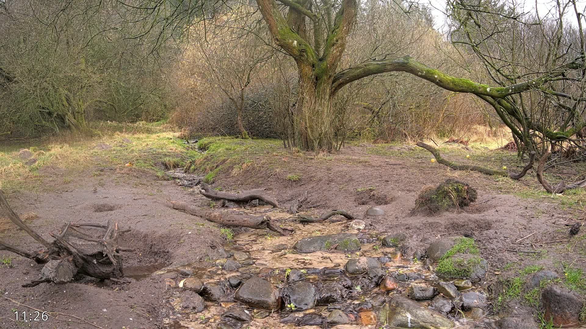 A muddy stream flows through a sparsely vegetated area with leafless trees and shrubs under an overcast sky.