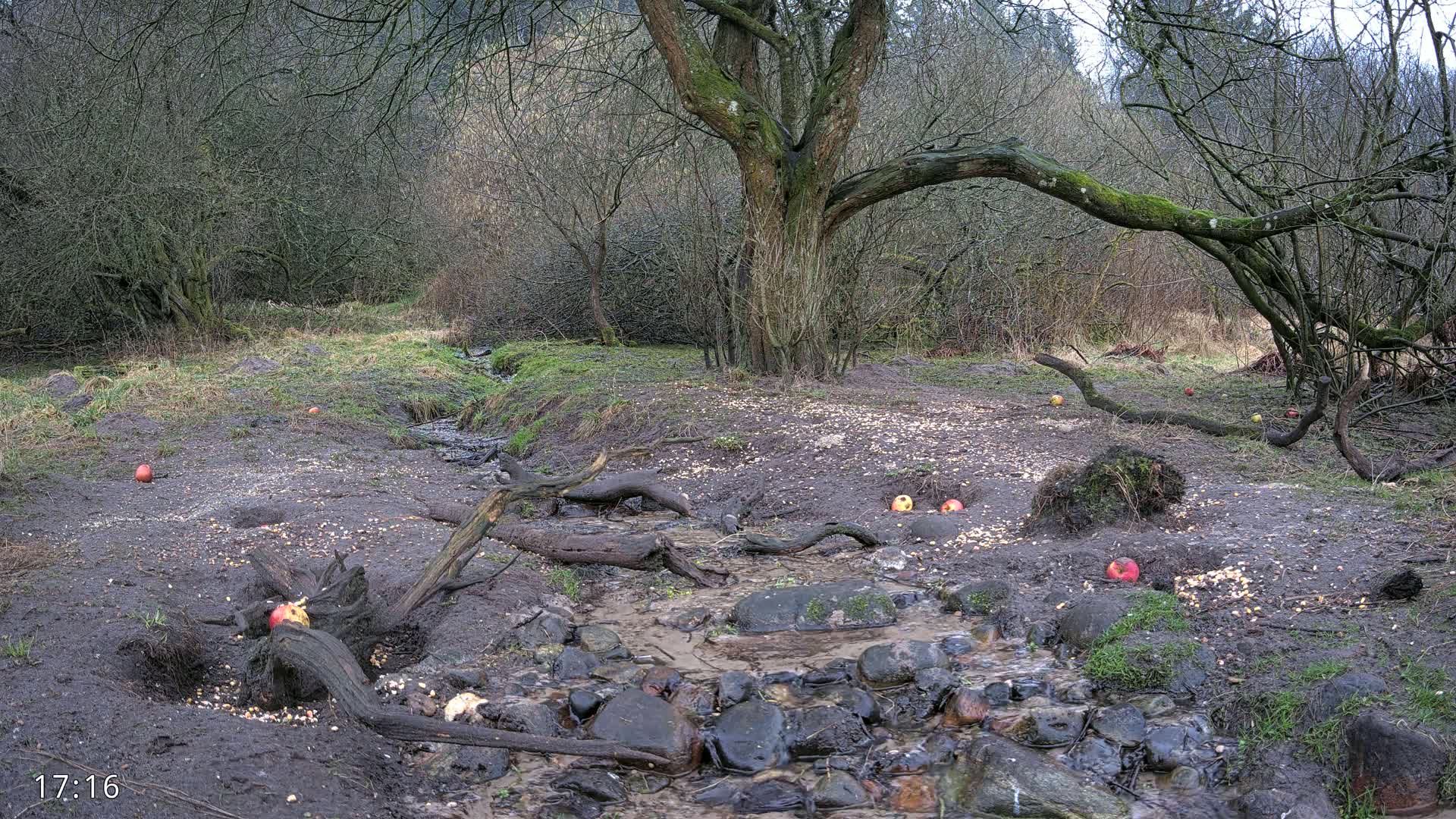A muddy stream flows through a leafless woodland area, with several apples scattered on the ground near a large tree and fallen branches.