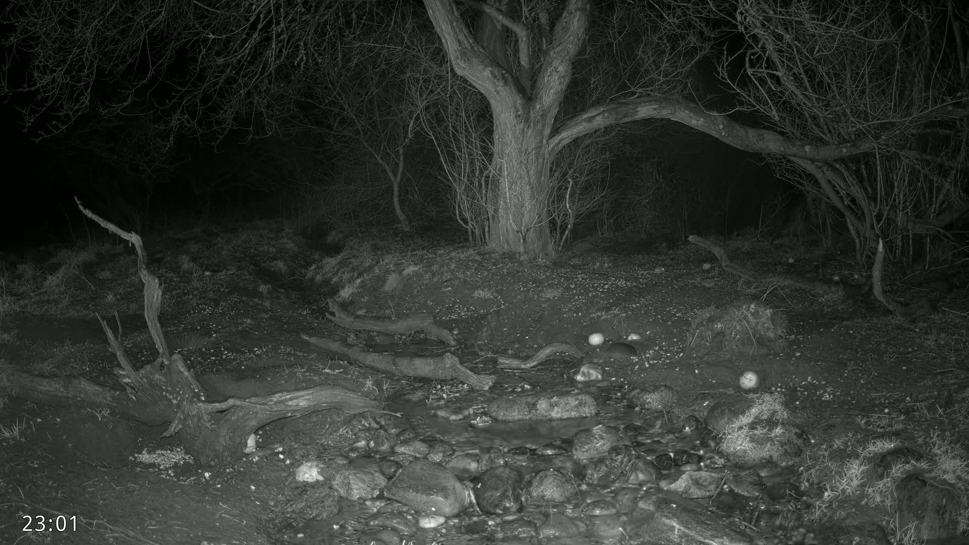 A dark, nighttime scene shows a shallow stream with rocks flowing past fallen tree branches under leafless trees.