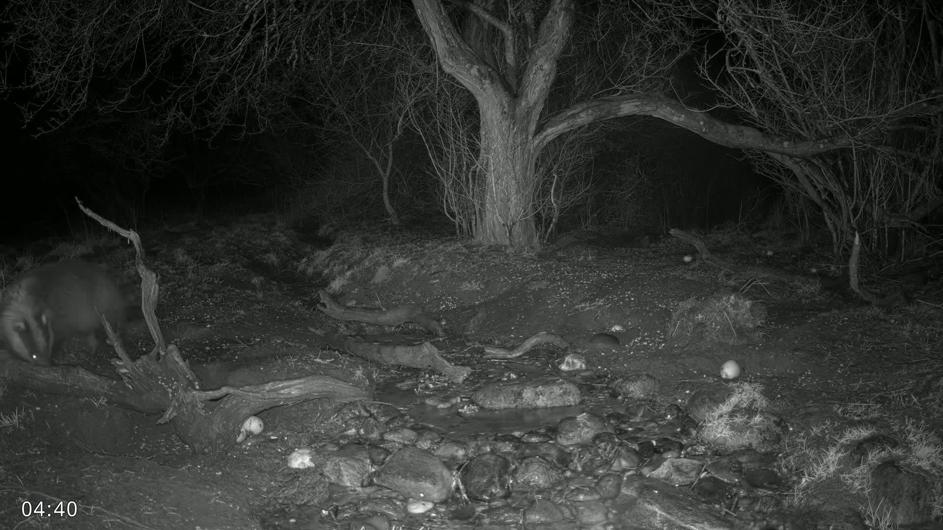 A badger walks past a shallow stream in a dark, wooded area at night.