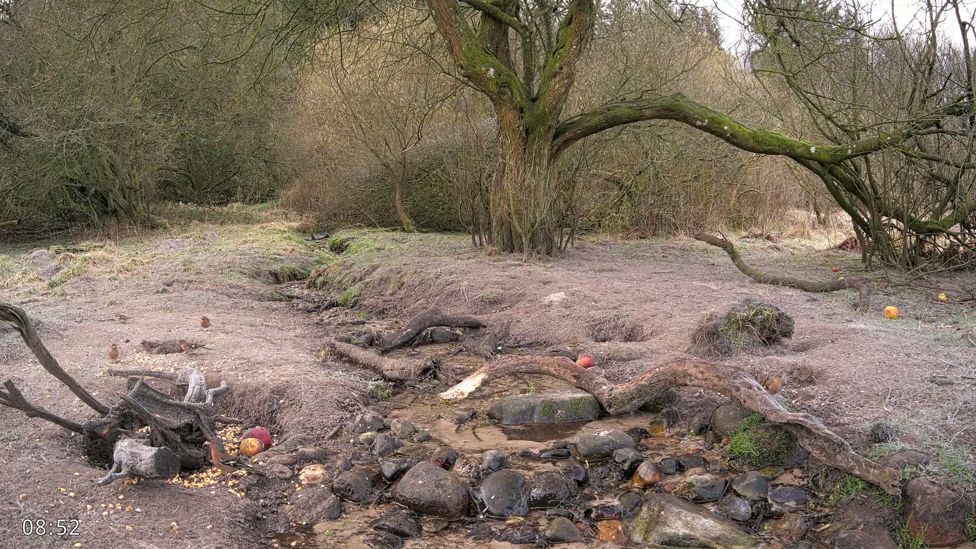 A small stream flows through a frost-covered woodland area with several birds near a fallen log and scattered apples.