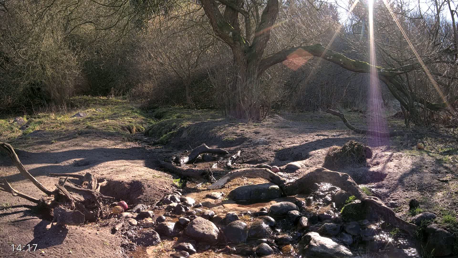 A sunlit stream flows over rocks and through exposed tree roots in a sparsely vegetated woodland.