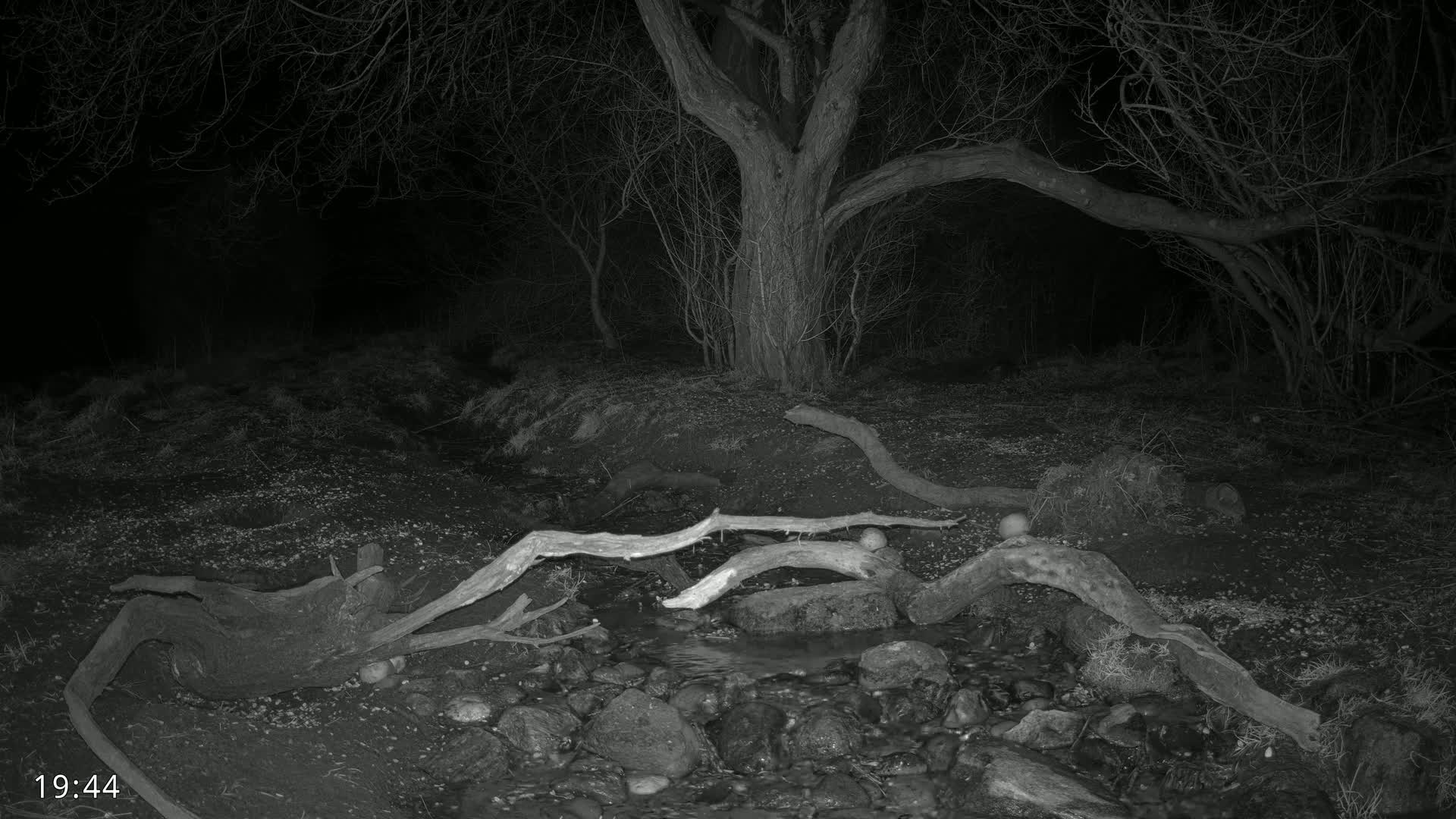 A nighttime, grayscale image shows a small stream flowing through a wooded area with fallen branches spanning the stream and a large tree in the background.