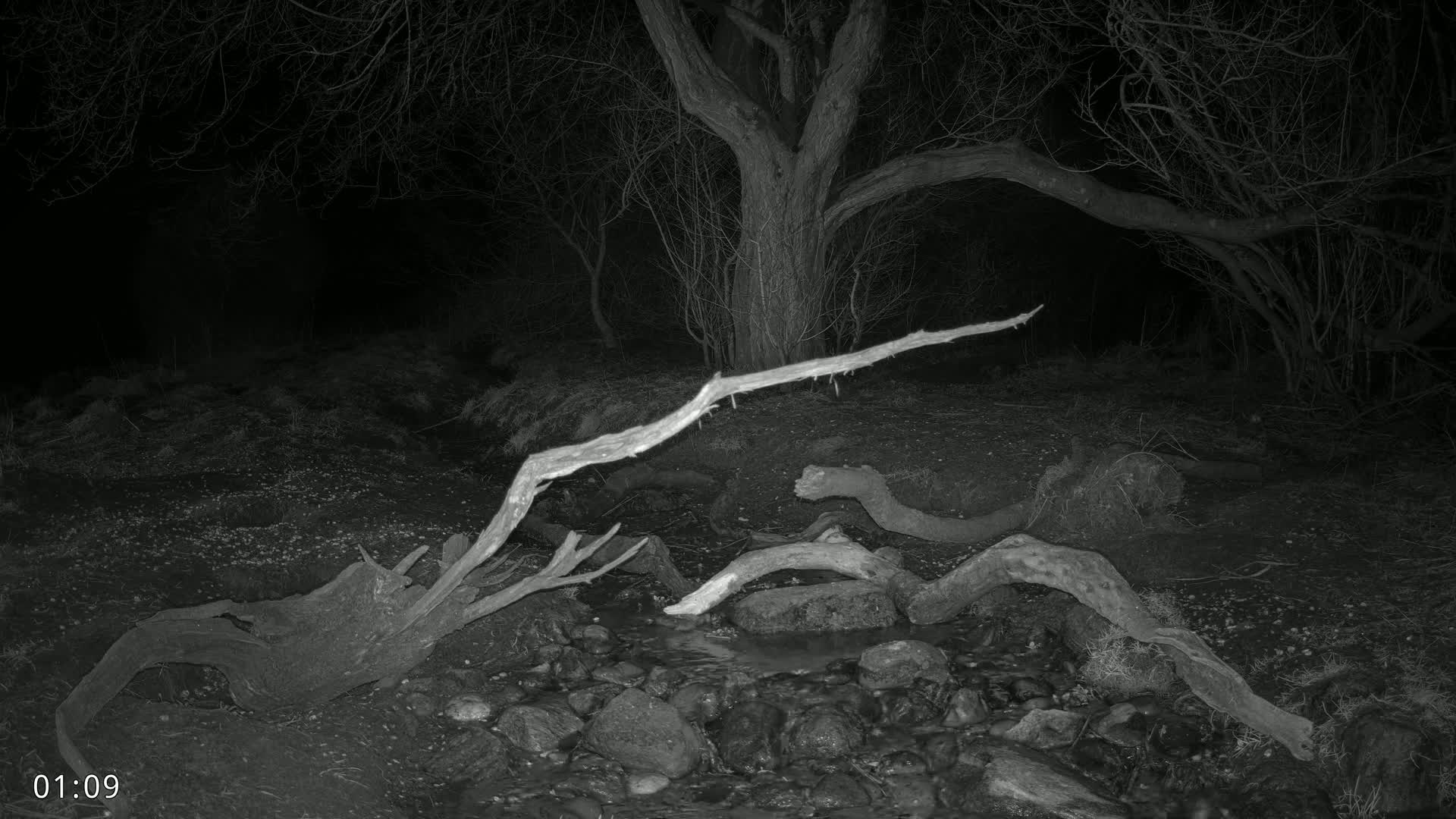 At night, several large fallen tree branches lie near a small stream in a dark forest.