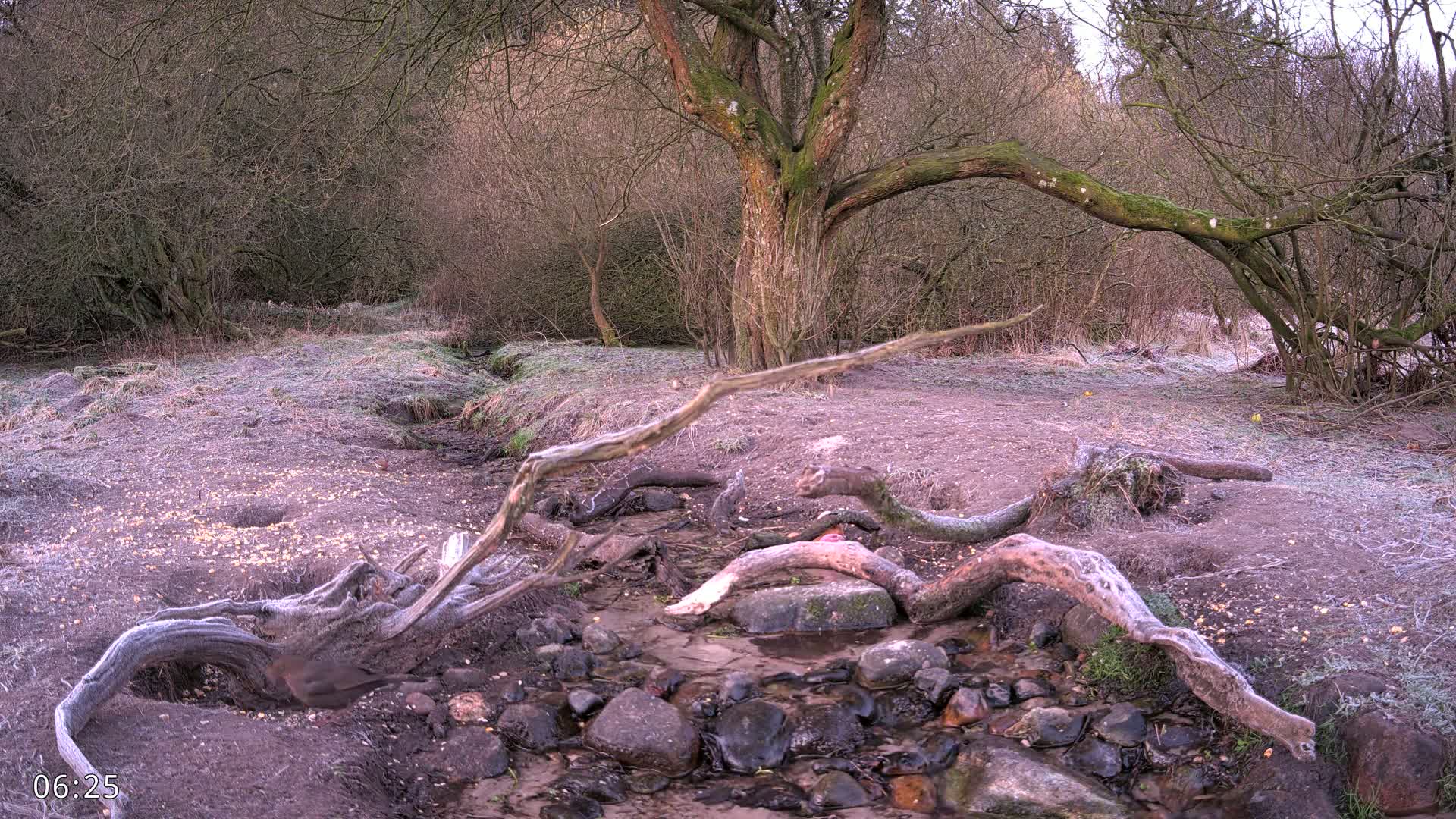 A frost-covered stream flows through a wooded area with a large tree and several fallen, gnarled branches.