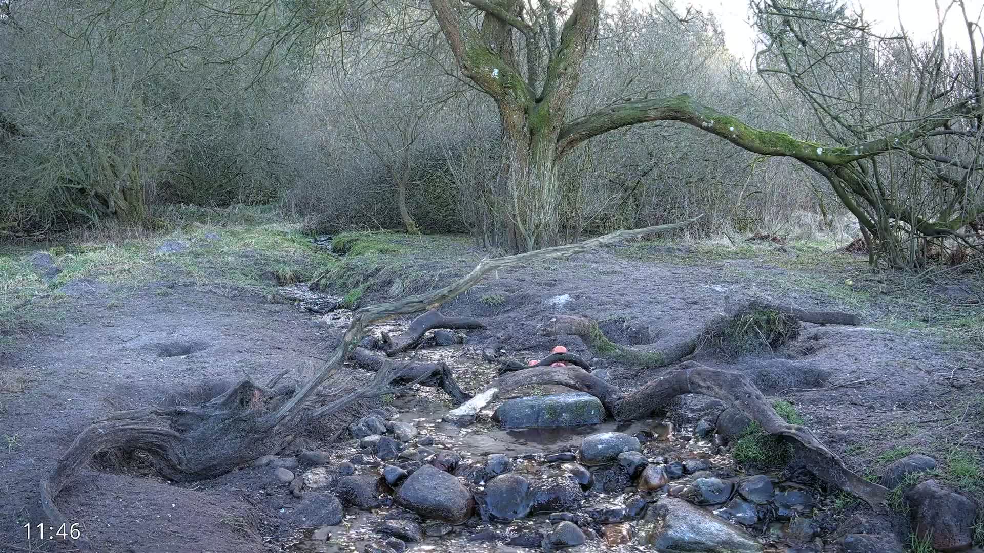 A small stream flows through a sparsely vegetated area with exposed tree roots and a large tree in the background, under a mostly cloudy sky.