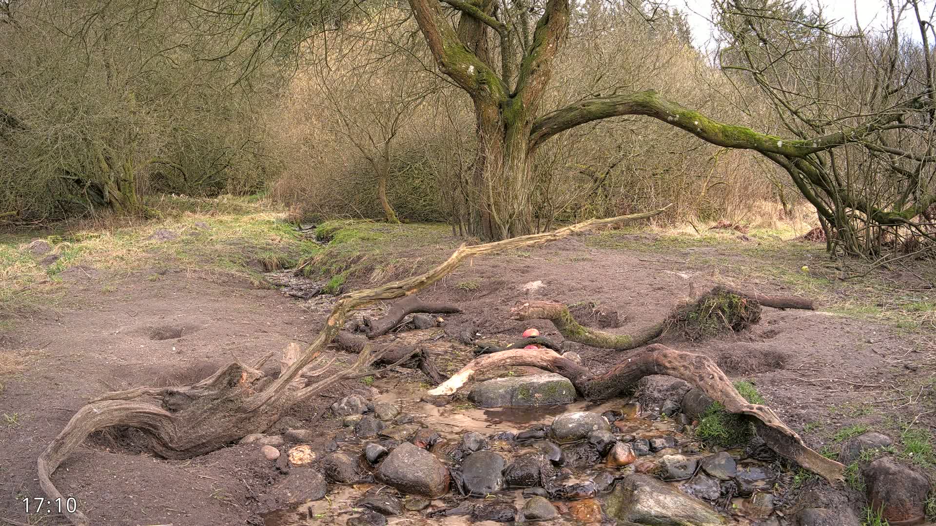 A small stream flows through a barren, wooded area with exposed roots and rocks, under a mostly leafless tree on a partly sunny day.