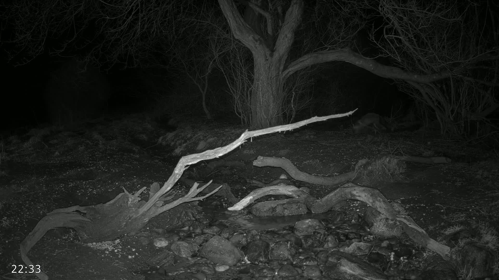 A nighttime, black-and-white image shows a small stream in a wooded area with fallen branches and a small animal in the background.