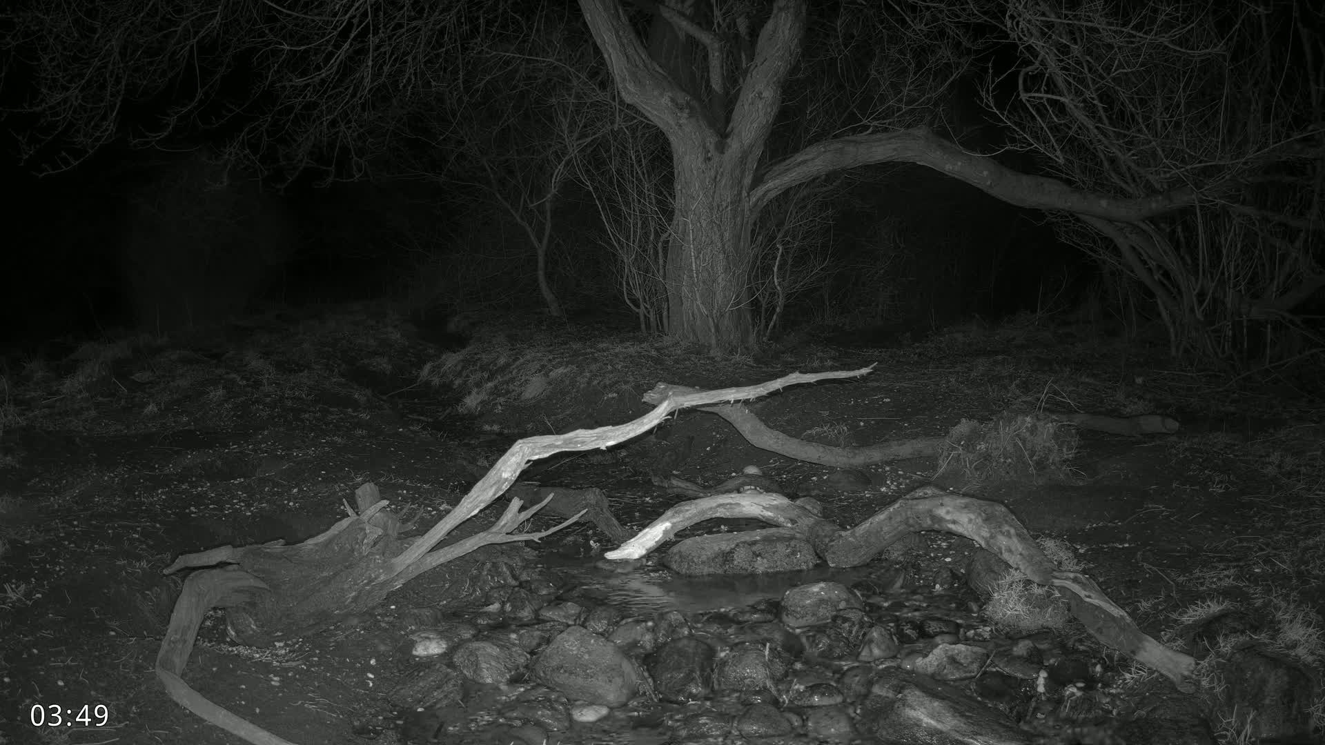 Fallen branches span a small, rocky stream in a dark, wooded area at night.