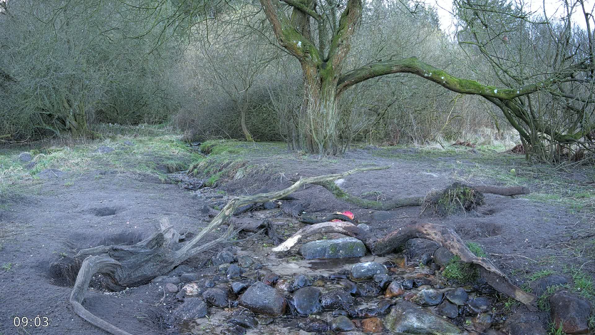 A small stream flows through a leafless winter woodland, past a large tree and several fallen branches.
