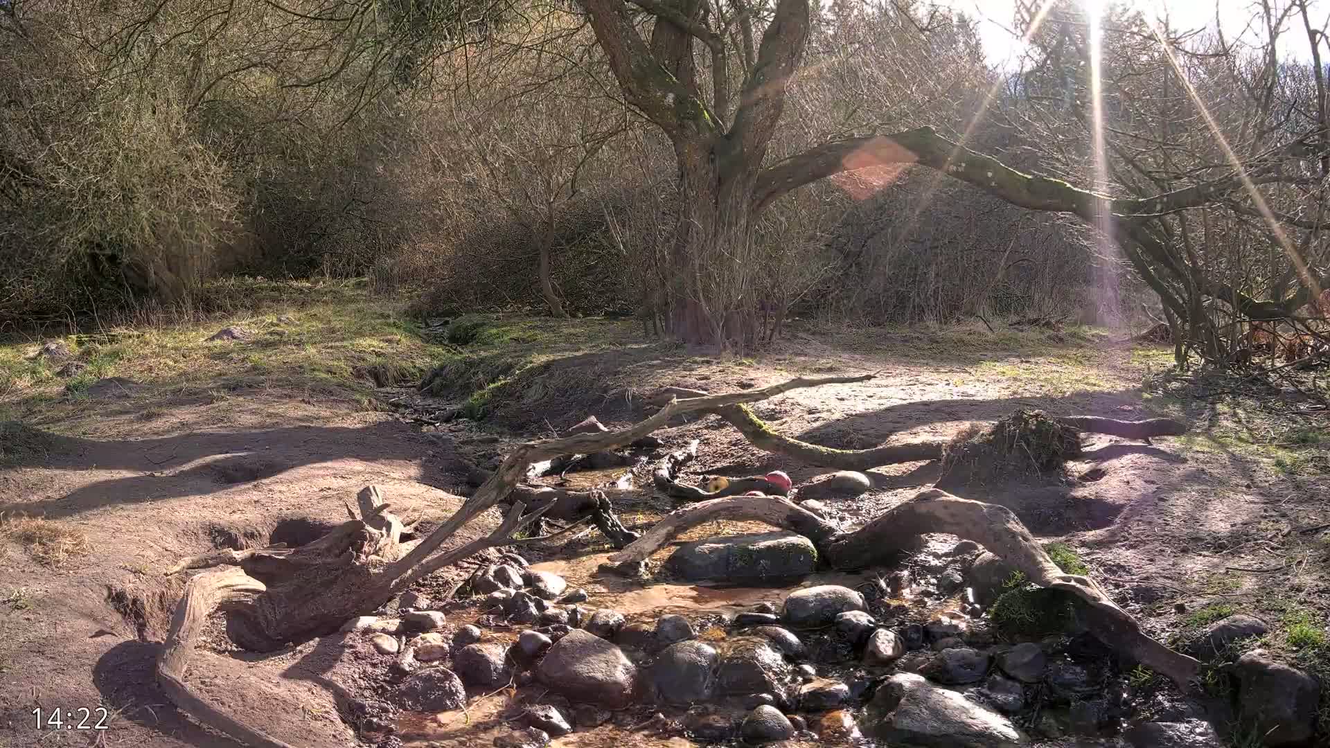 Sunlight streams through bare branches onto a small stream flowing over rocks and fallen logs in a wooded area.