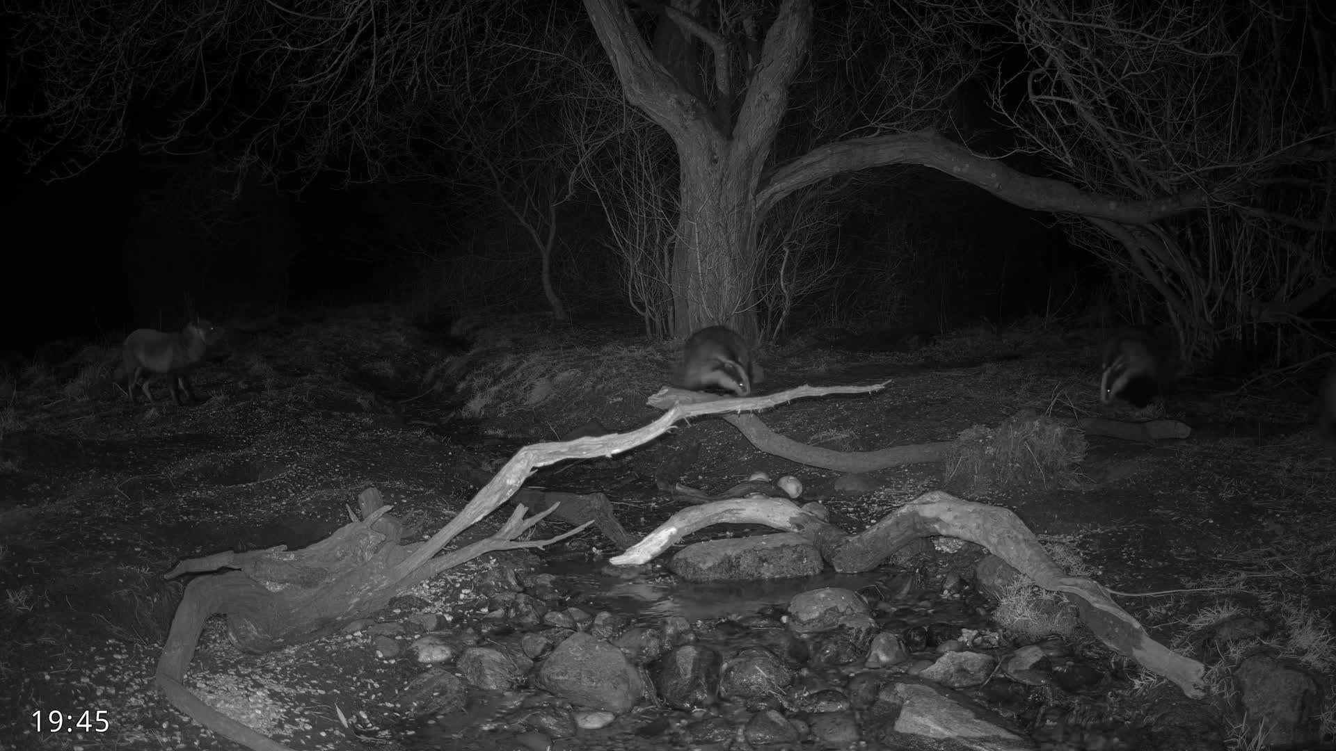 At night, three badgers and a deer are near a small stream under a large tree and other brush.