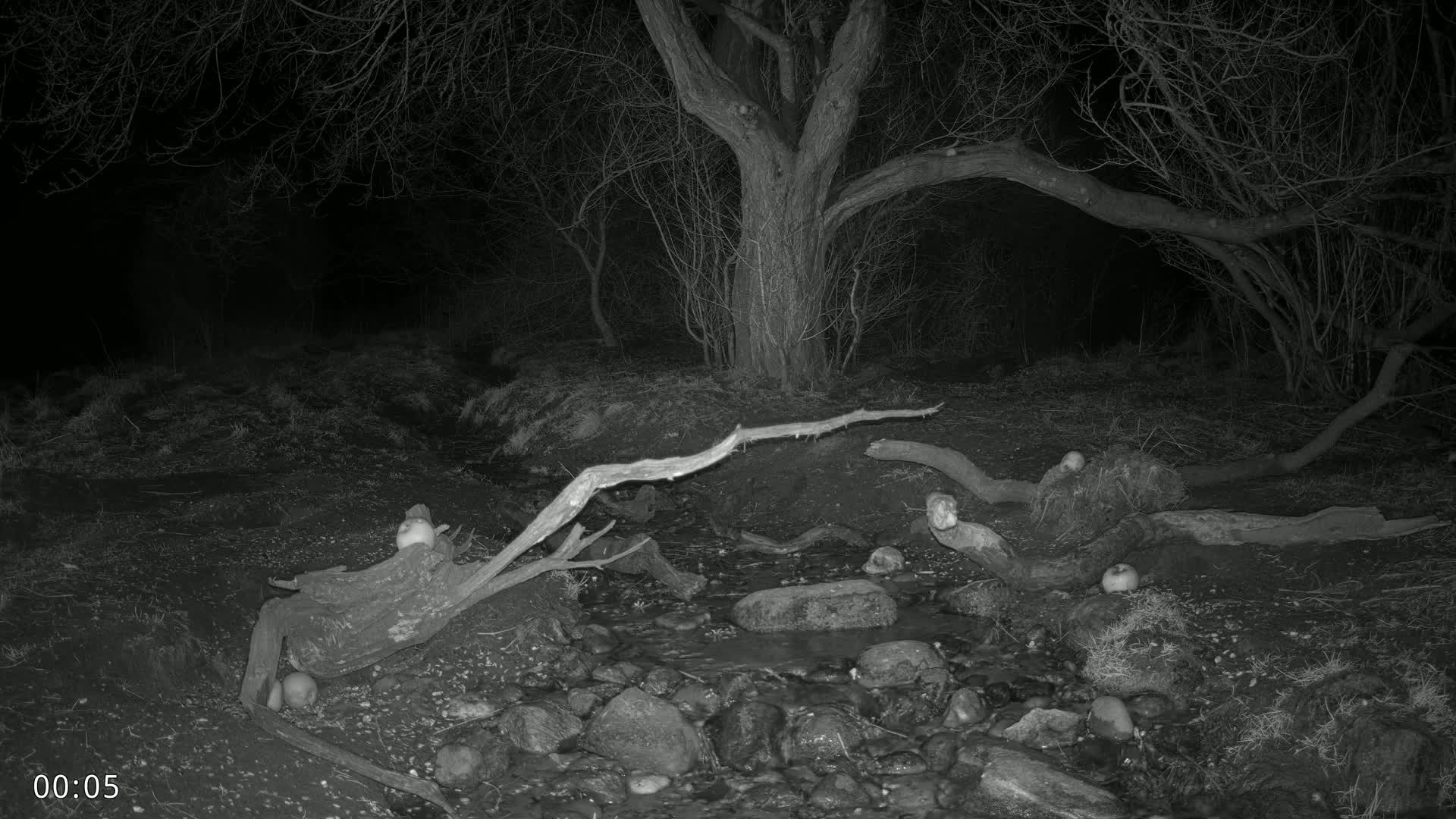 At night, several small, light-colored objects are near a slow-moving stream in a wooded area with bare trees and fallen branches.
