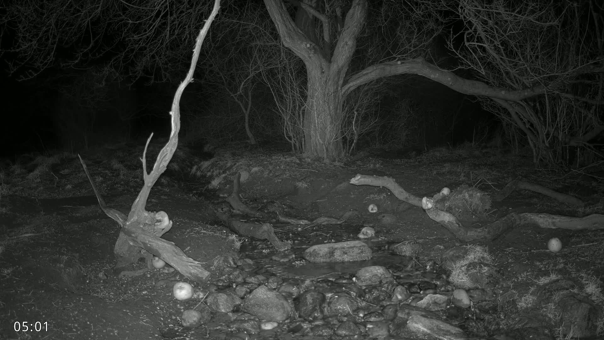At night, a small stream flows through a dark wooded area with bare trees and fallen branches scattered around it.