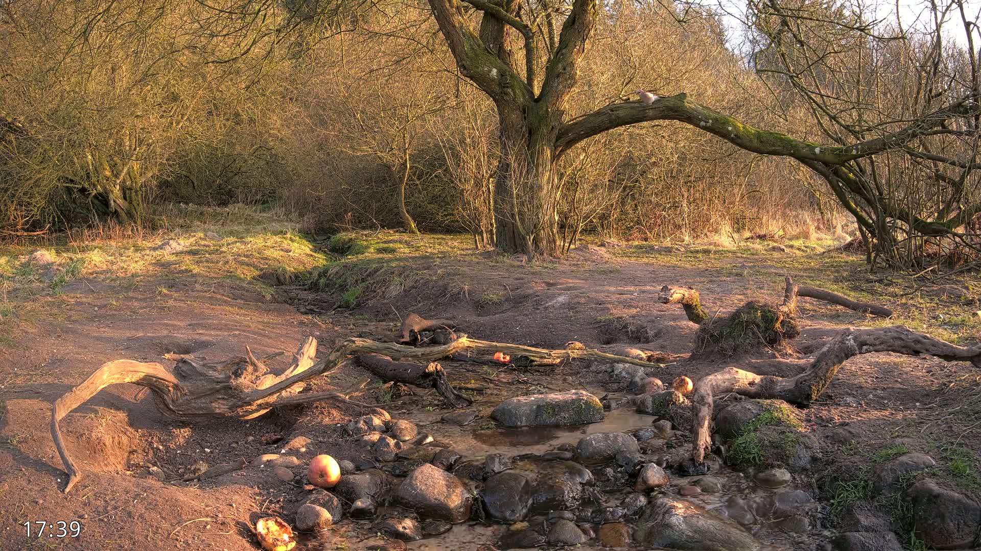 A small stream flows through a wooded area bathed in the warm light of late afternoon, with fallen logs and apples scattered around its banks.
