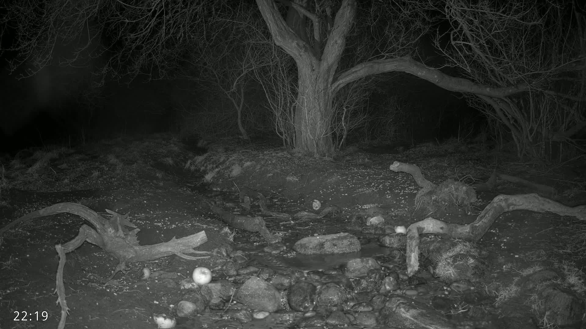 A nighttime, infrared image shows a small stream flowing over rocks and past fallen branches in a wooded area under a large tree.