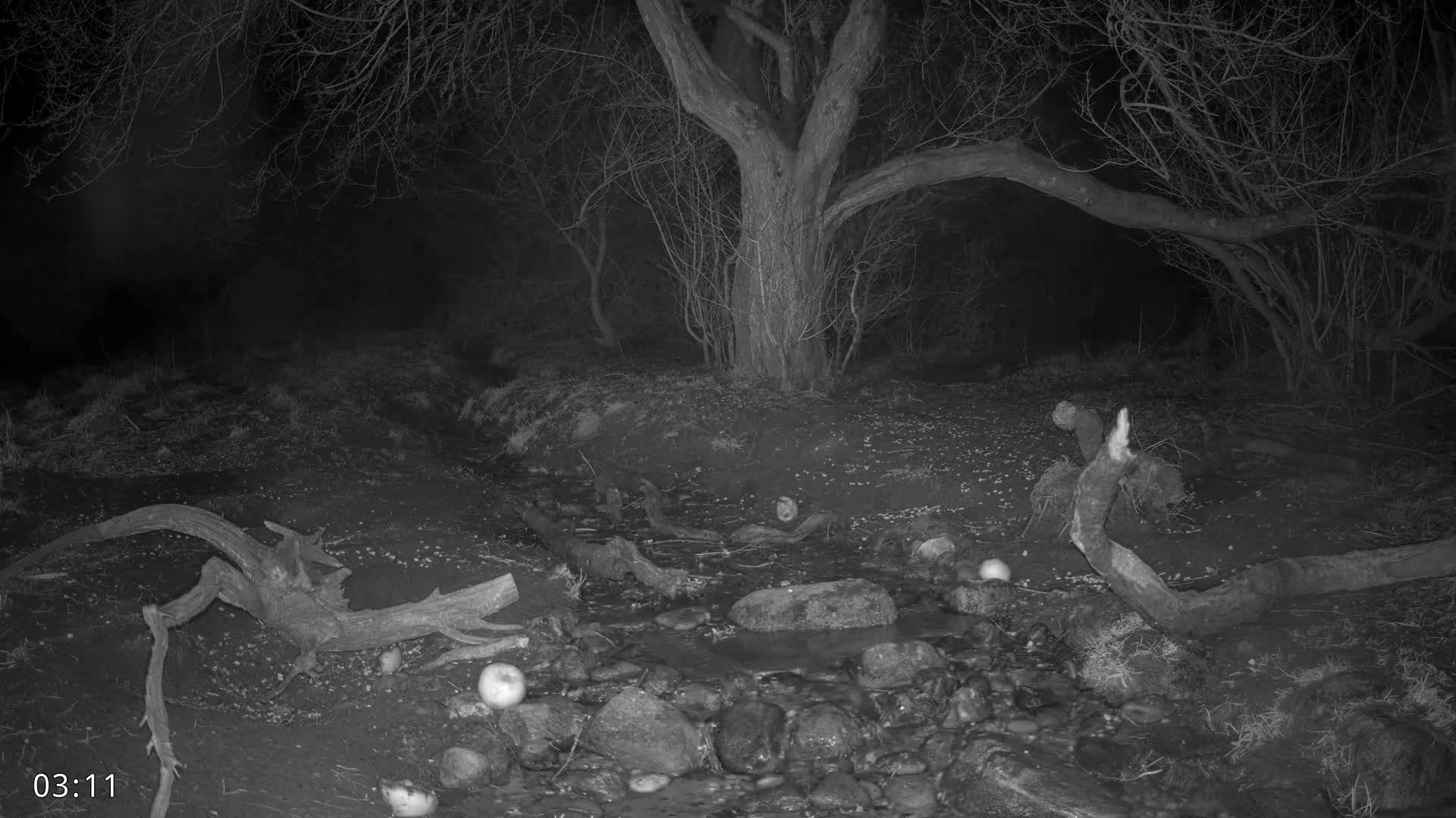 A nighttime, grayscale image shows a small stream flowing through a dark wooded area with several fallen tree branches and some round objects scattered about.