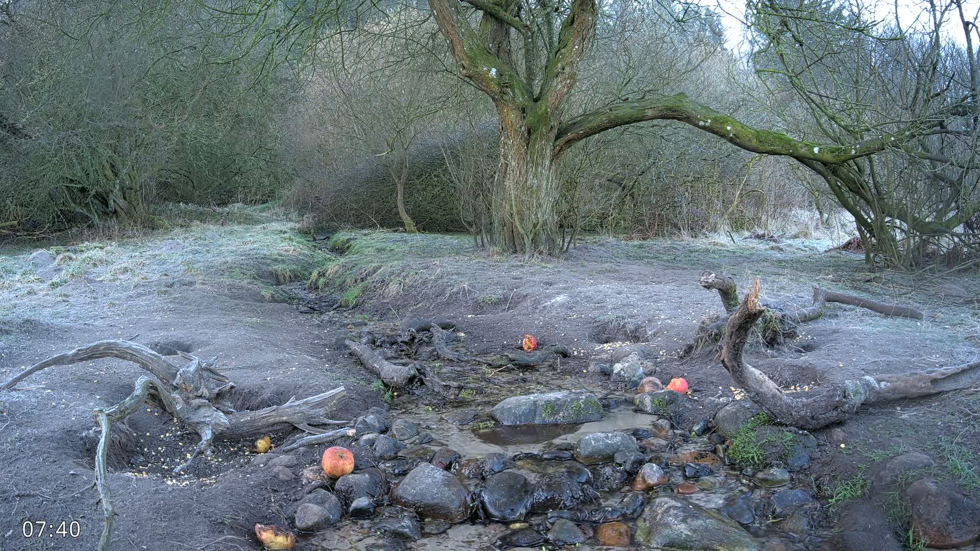 A frost-covered stream flows through a wooded area, with several apples and scattered birdseed near a large tree and fallen logs.